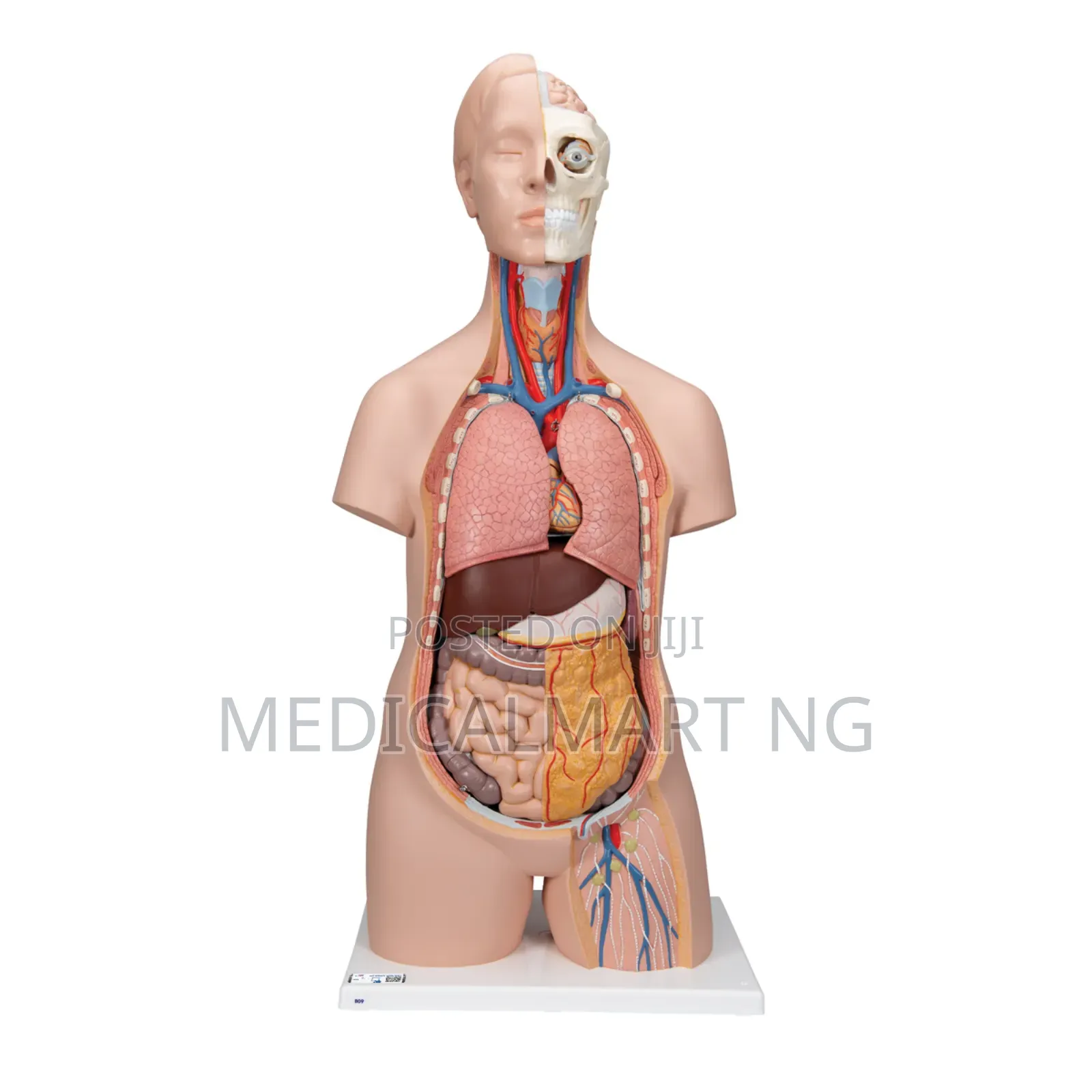 Human Anatomy Model/Torso
