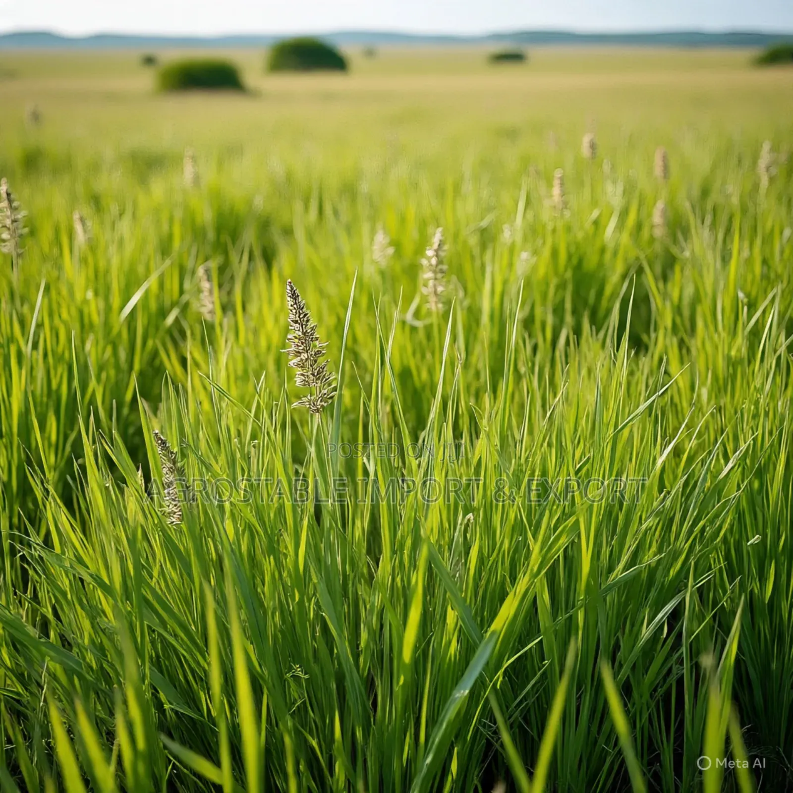 Gamba Grass Seed