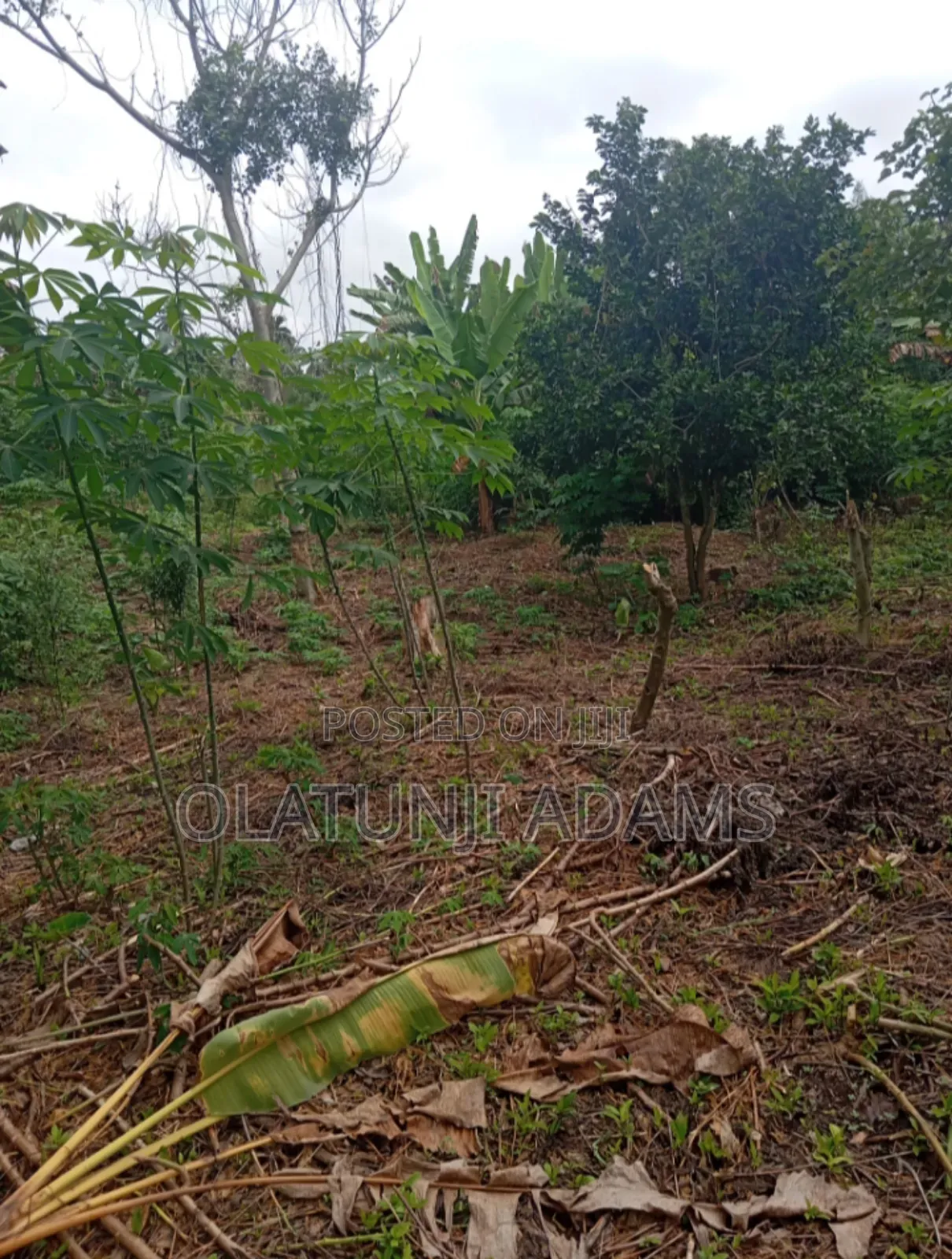 3000acres of Farmland at Ikire Town