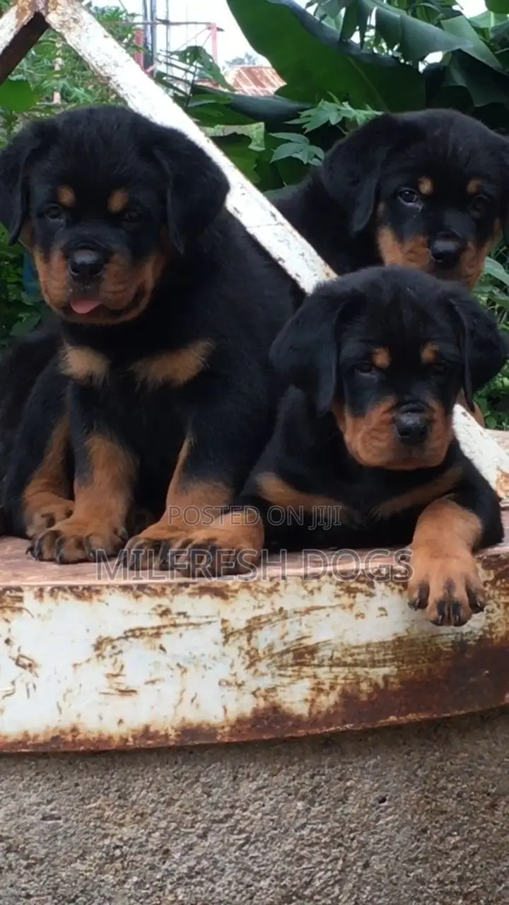 1-3 months Female Purebred Rottweiler