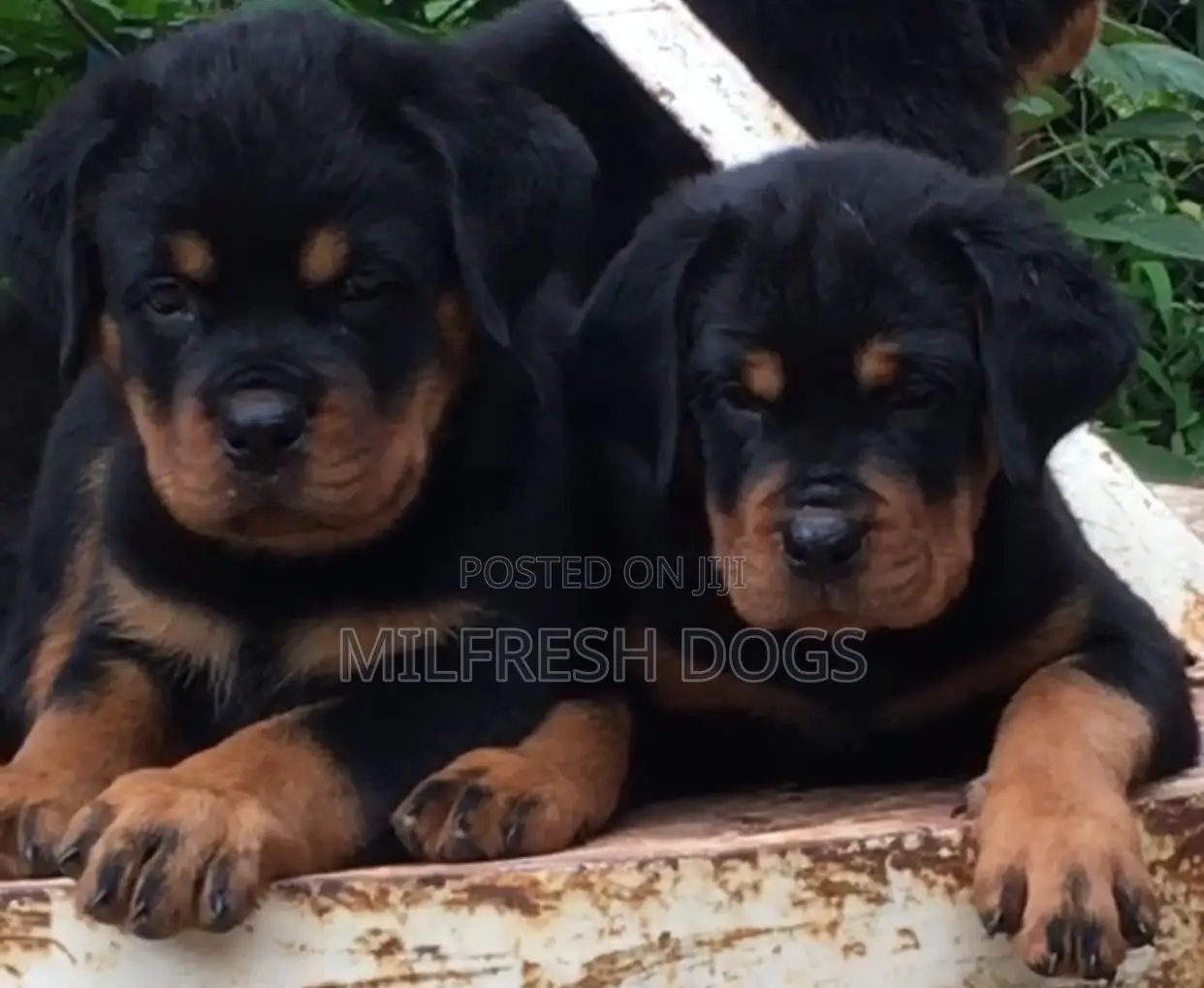 1-3 months Female Purebred Rottweiler