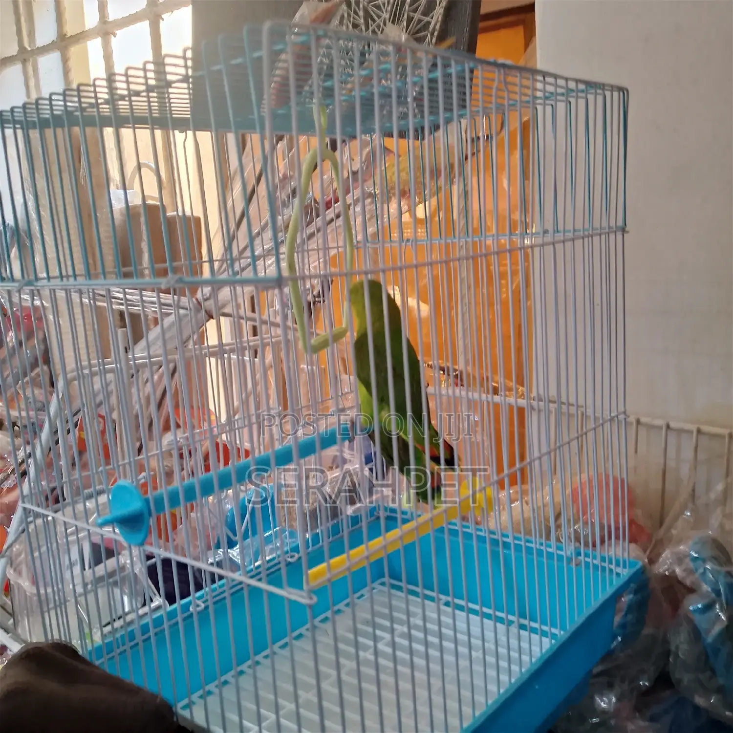 Beautiful Birds for Sale