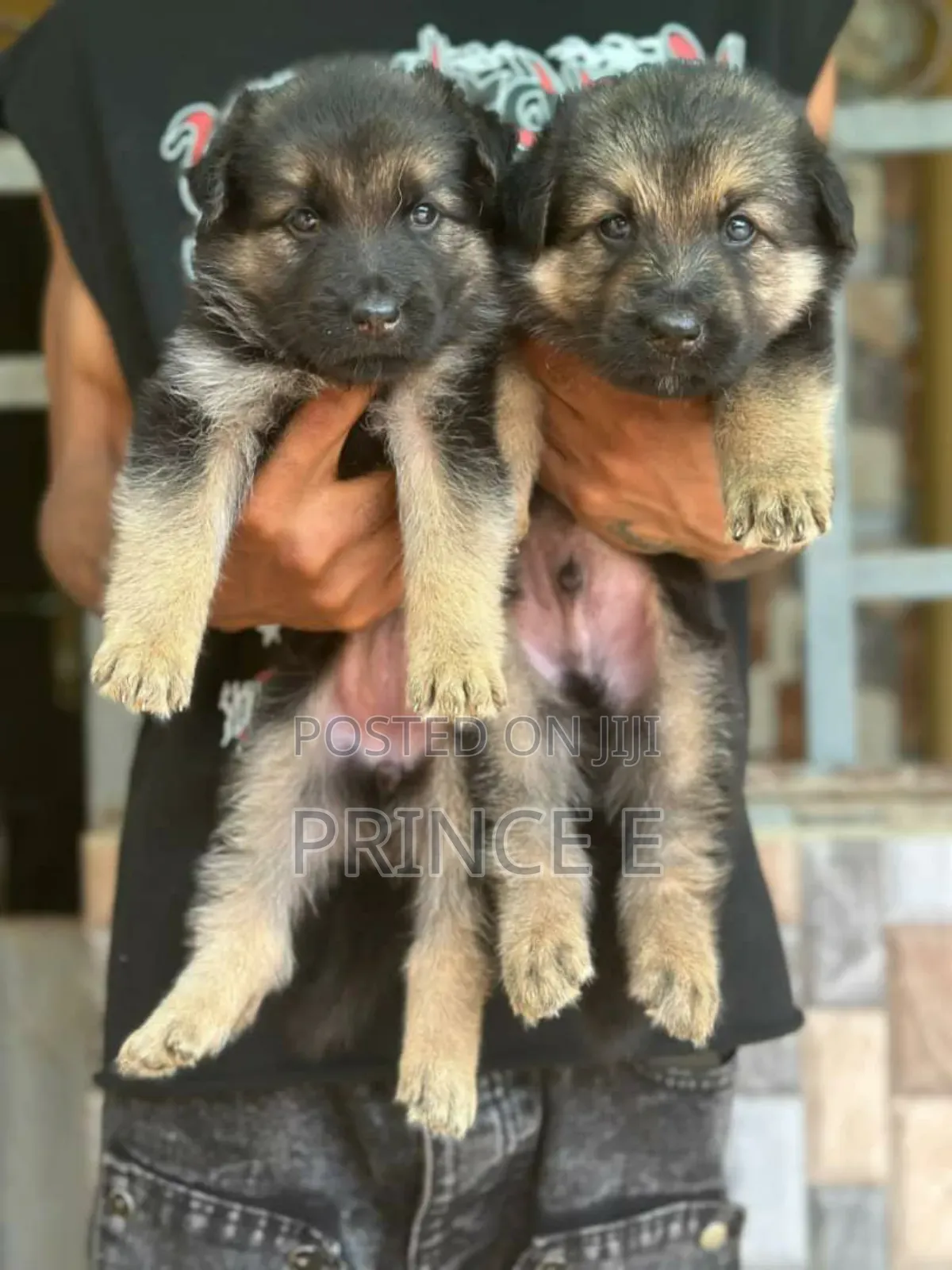 1-3 months Female Purebred German Shepherd