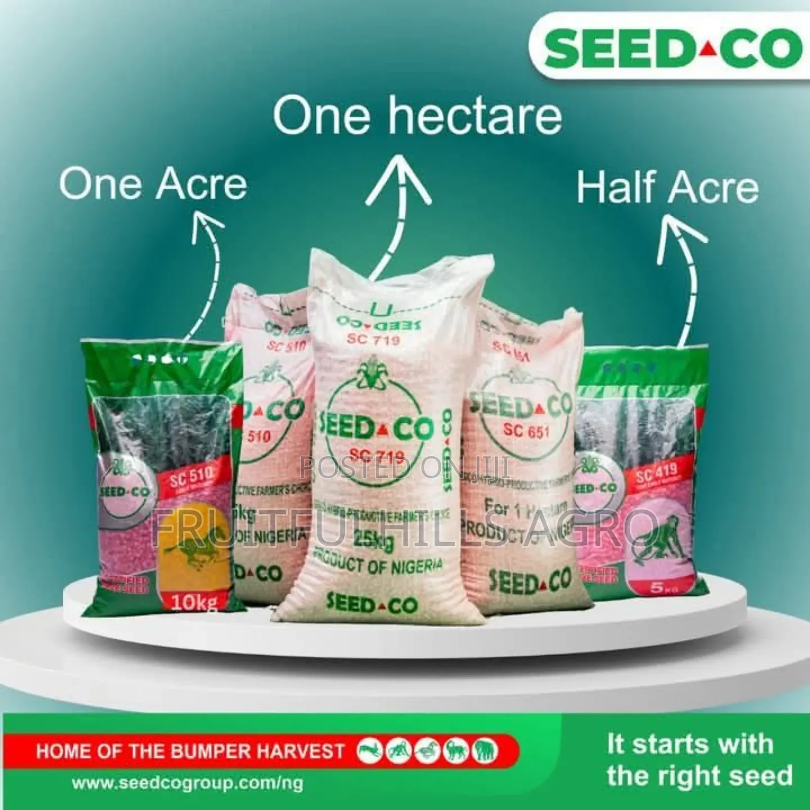 Seedco Maize Seed Sc 719