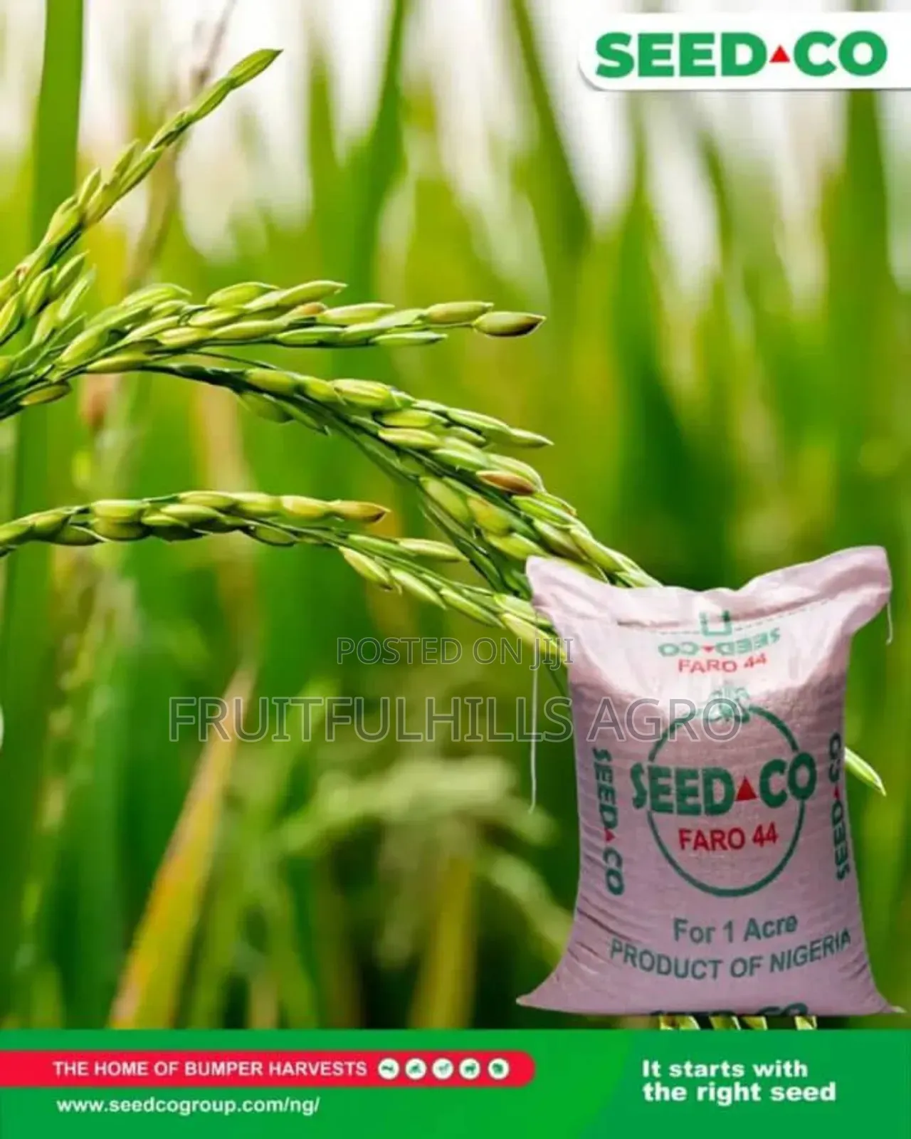 Seedco Rice Seed Faro 44