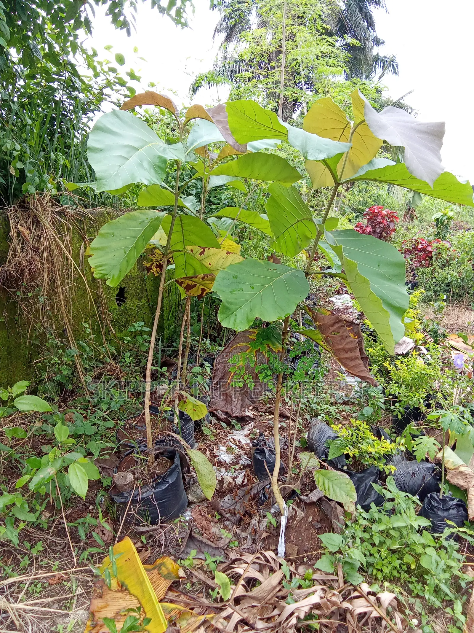 Teak Tree Seedlings