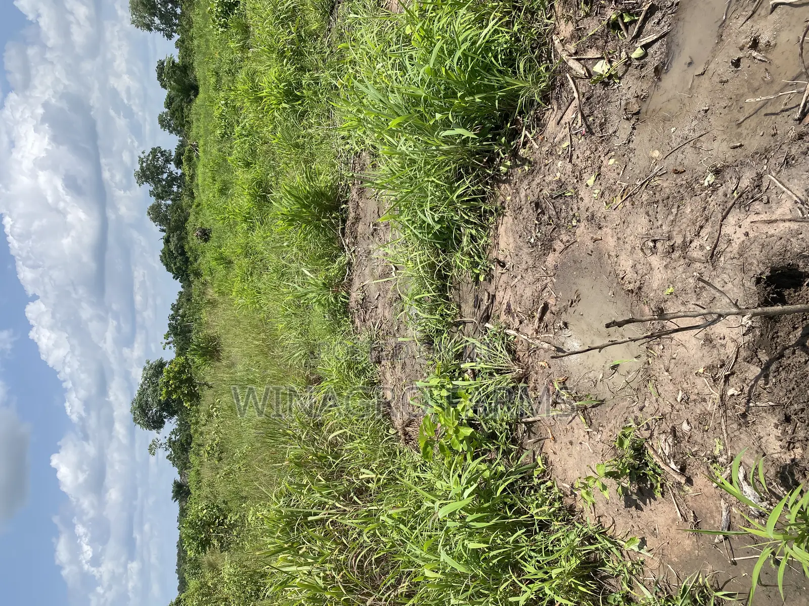 20 Acres Virgin Farmland