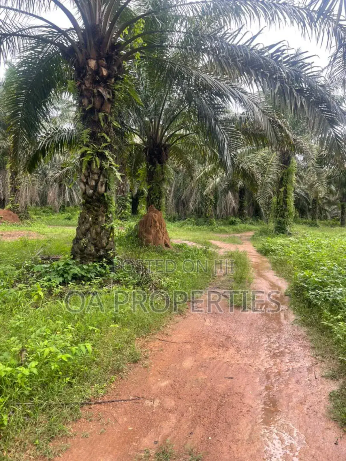 Acres of Palm Trees Land at Ijebu East,Off Benin / Ore Road