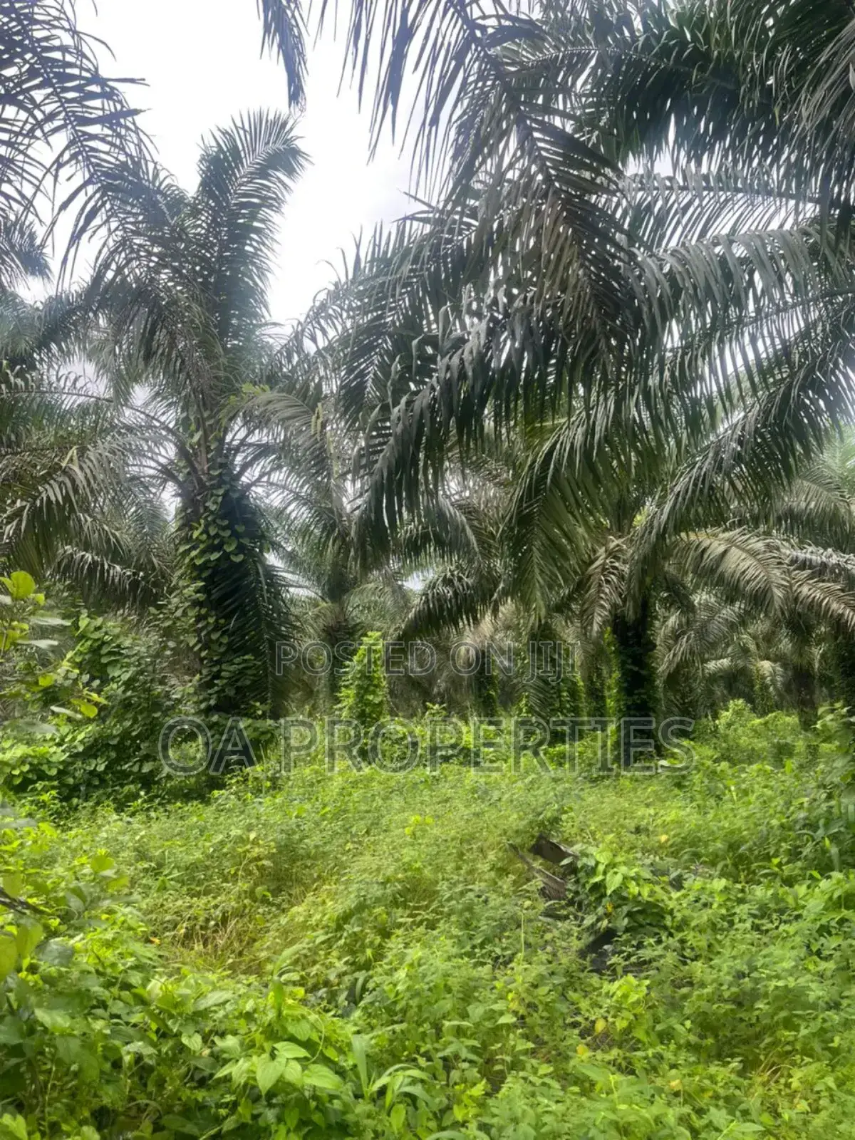 Acres of Palm Trees Land at Ijebu East,Off Benin / Ore Road