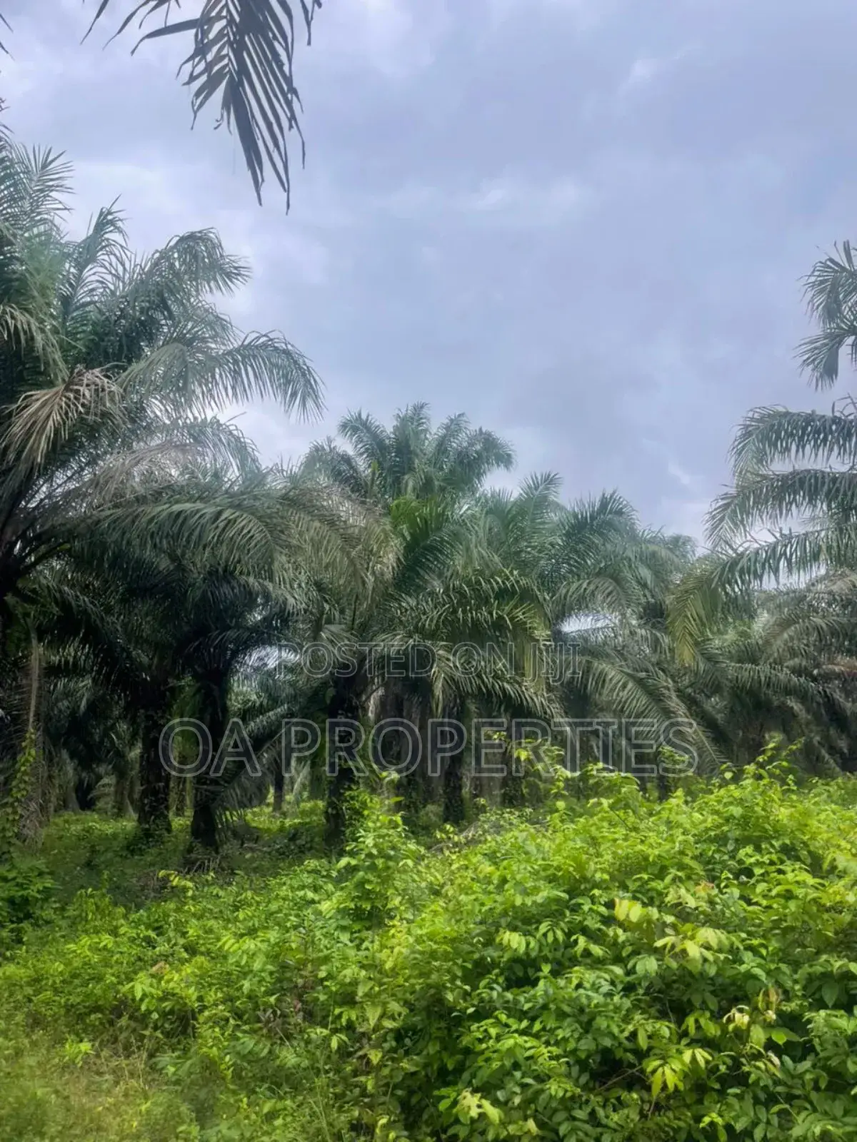 Acres of Palm Trees Land at Ijebu East,Off Benin / Ore Road