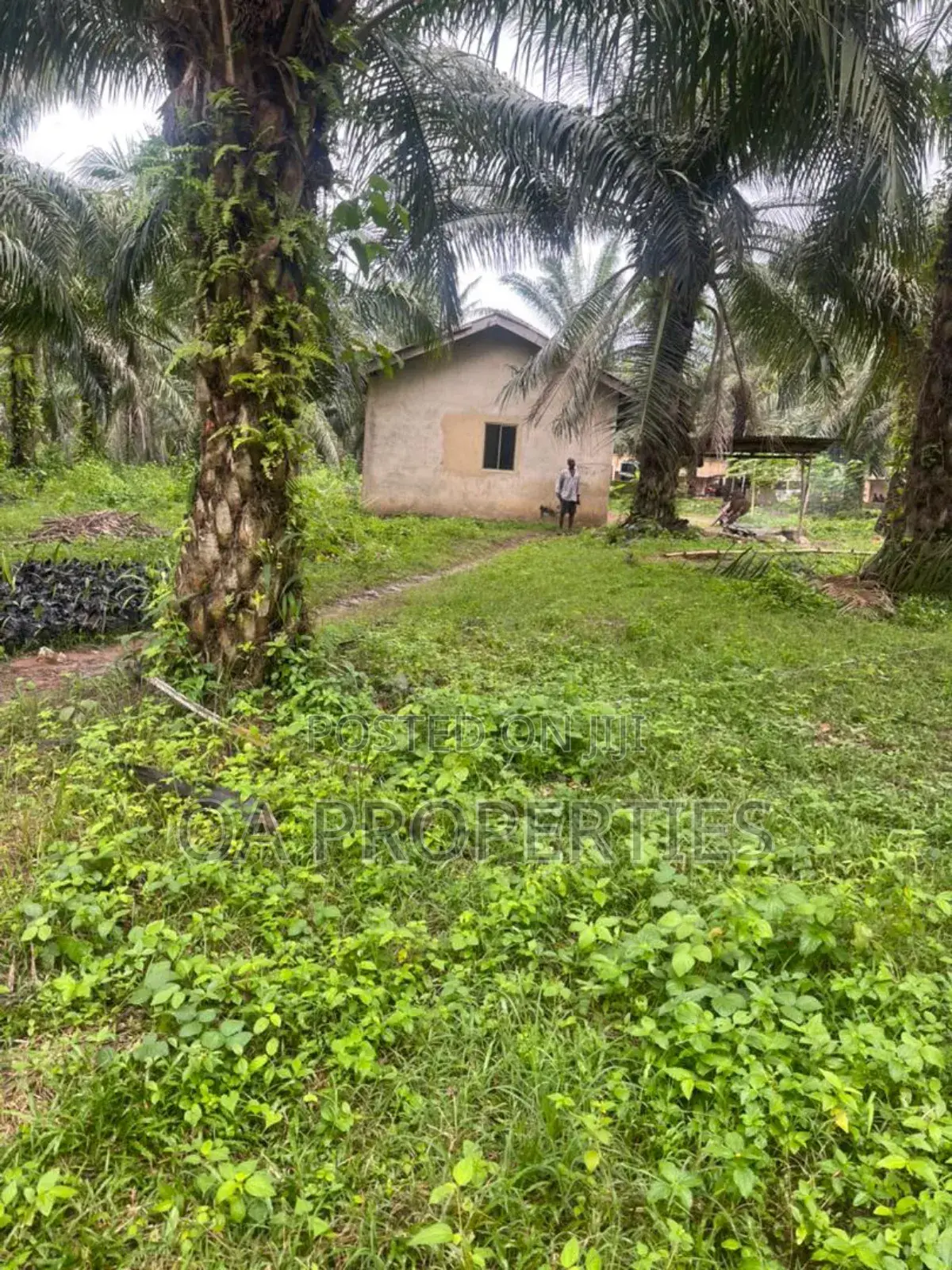 Acres of Palm Trees Land at Ijebu East,Off Benin / Ore Road