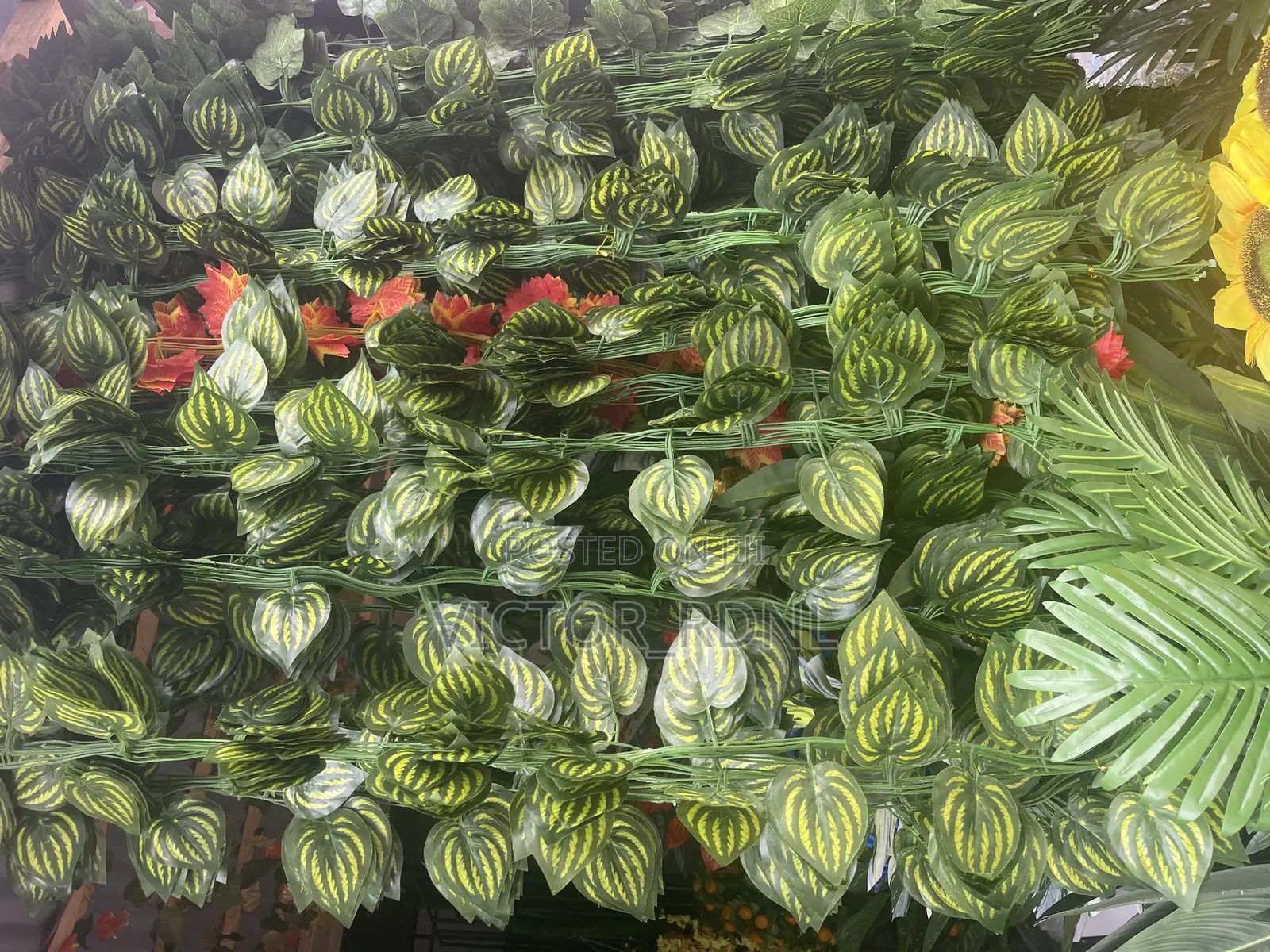 Beautiful Creeping Plants