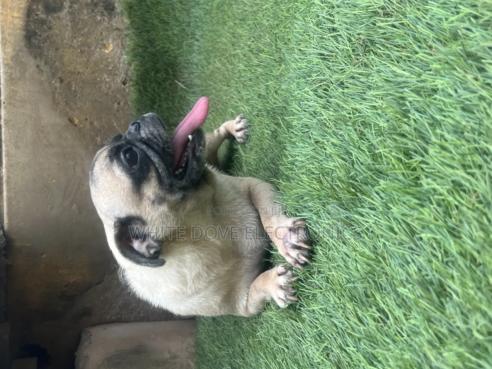 1+ year Female Purebred Pug