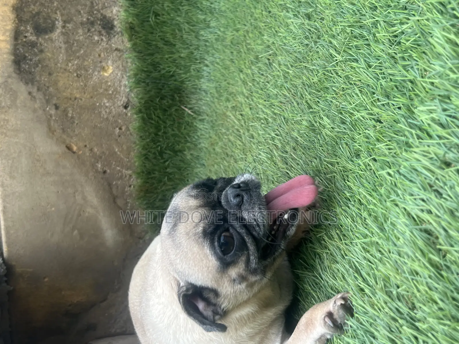 1+ year Female Purebred Pug