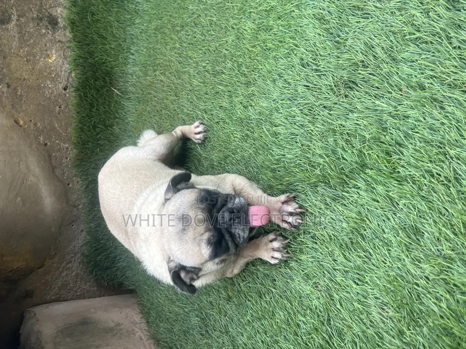 1+ year Female Purebred Pug