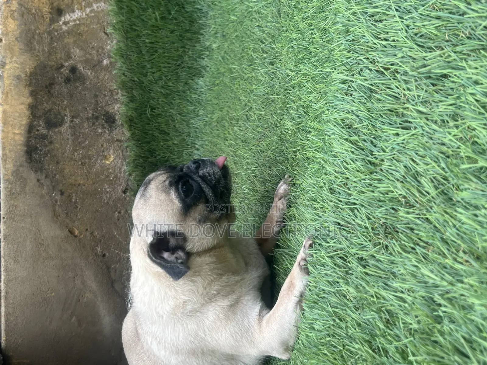 1+ year Female Purebred Pug