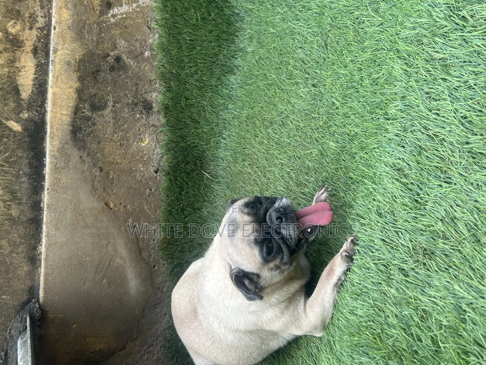 1+ year Female Purebred Pug