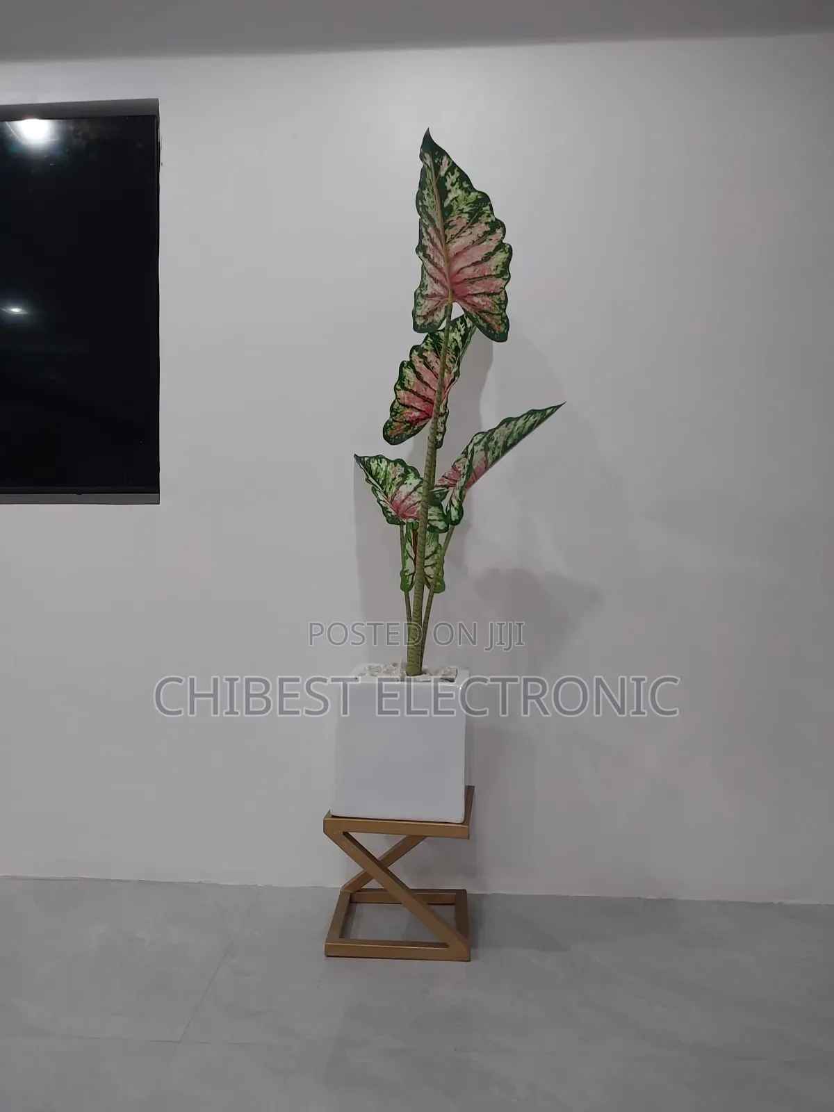 The Plant Is a Caladium