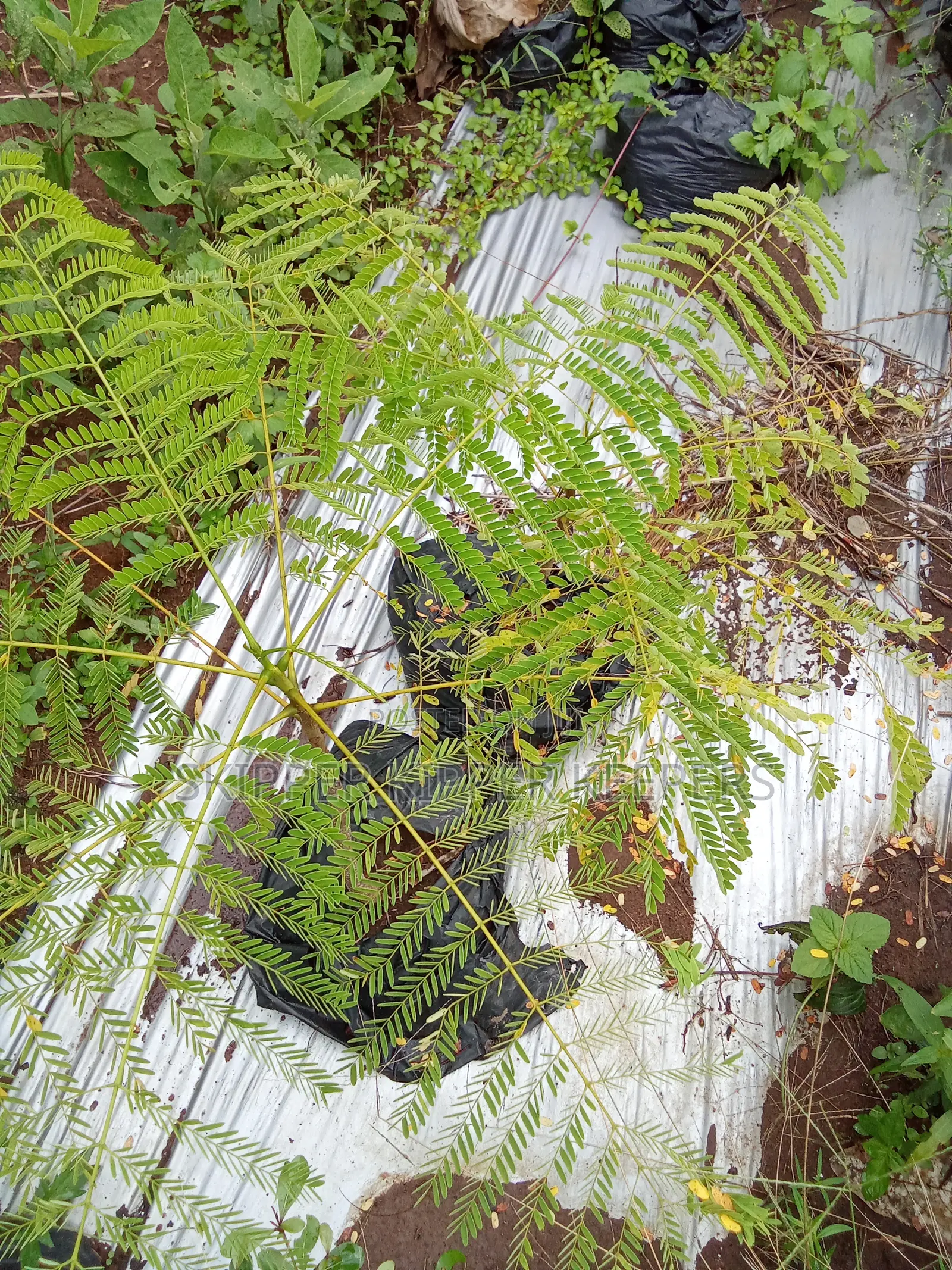 Flame of the Forest Tree