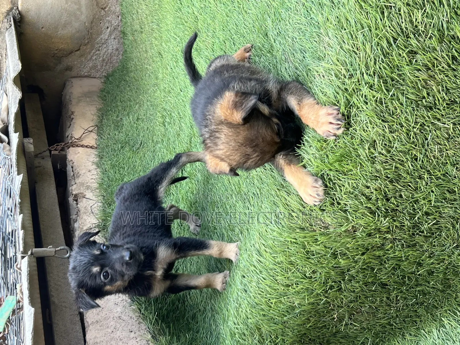 1-3 months Male Purebred German Shepherd