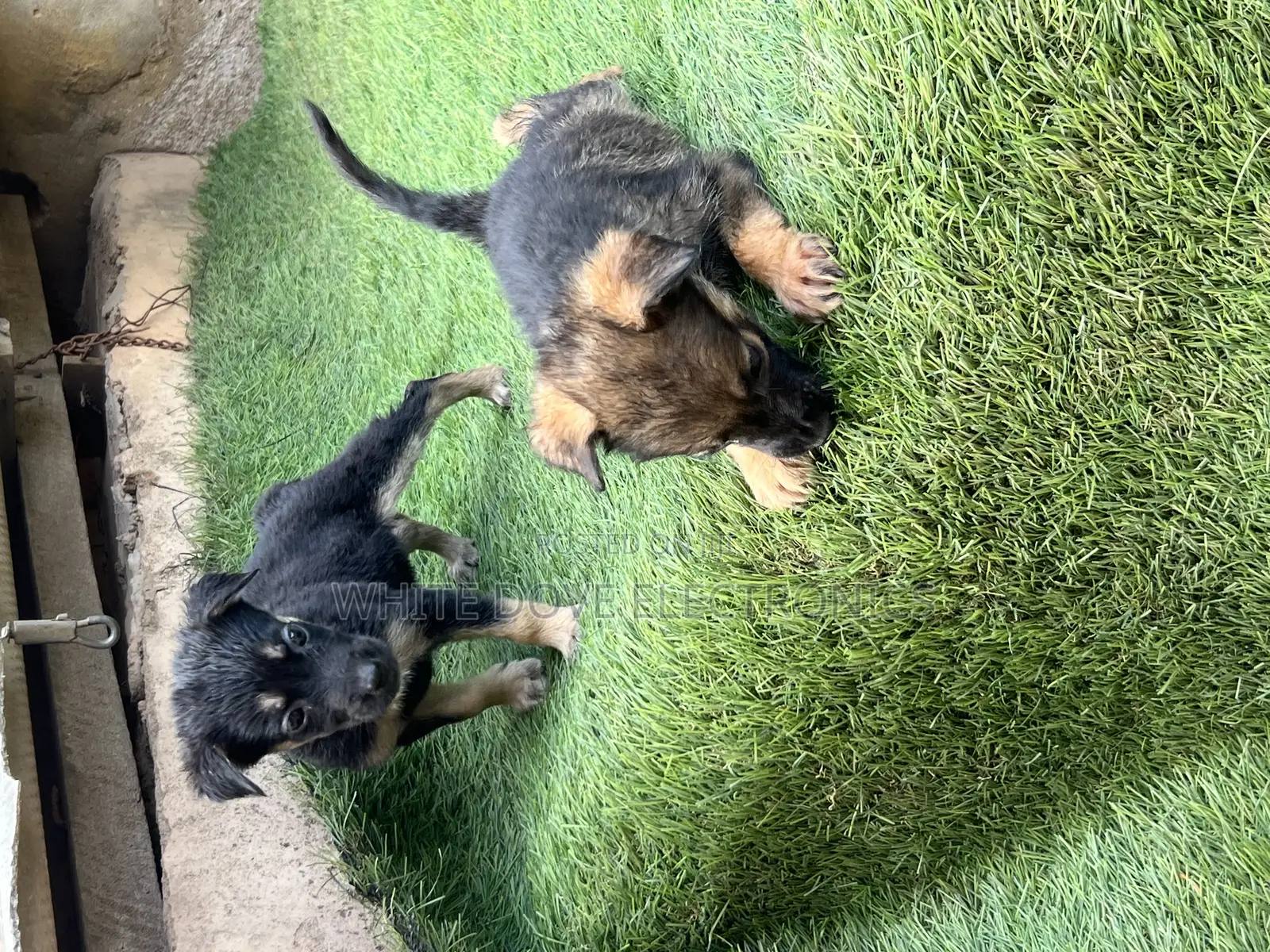 1-3 months Male Purebred German Shepherd