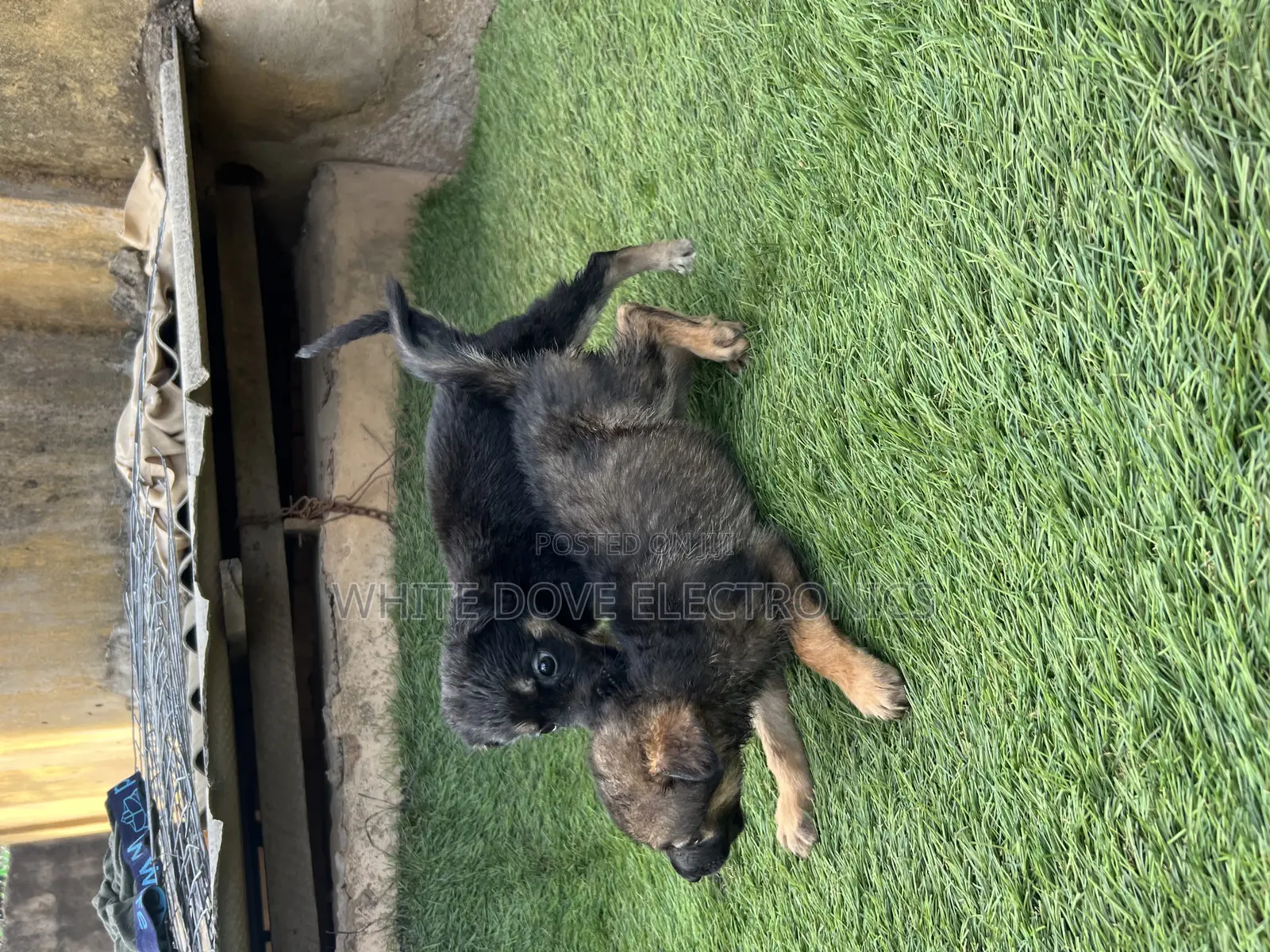 1-3 months Male Purebred German Shepherd