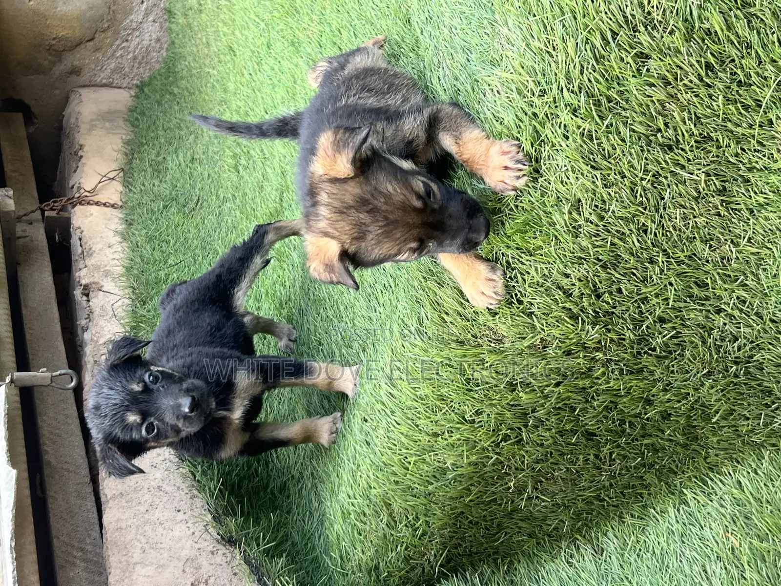 1-3 months Male Purebred German Shepherd
