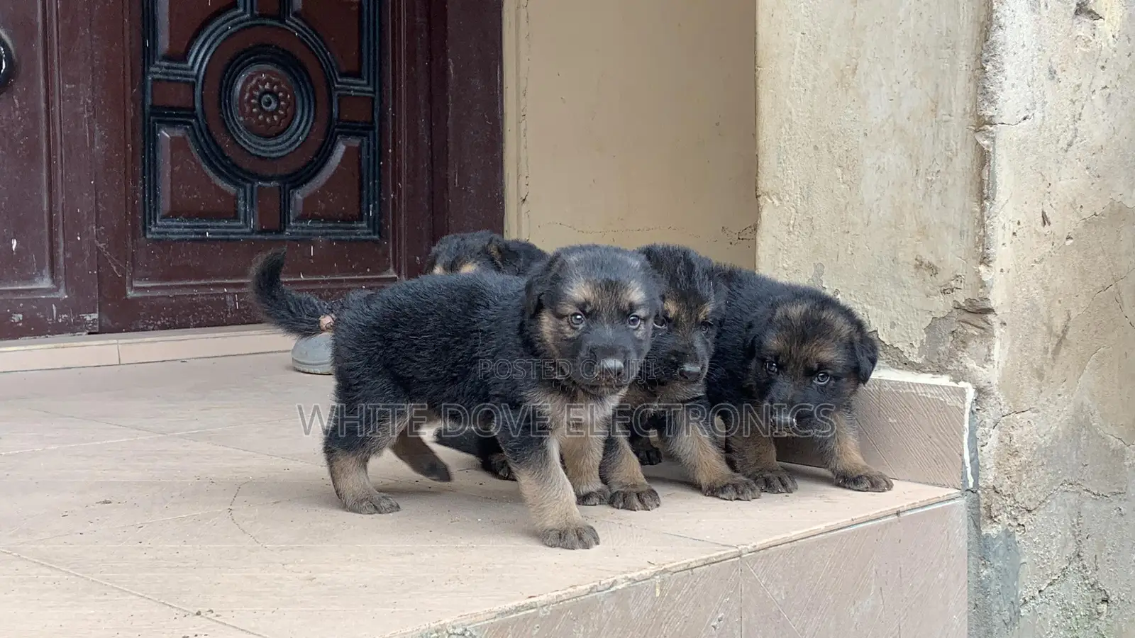 1-3 months Male Purebred German Shepherd