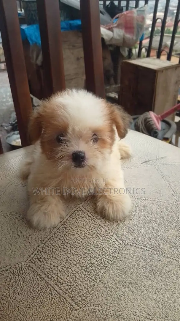 1-3 months Female Purebred Lhasa Apso