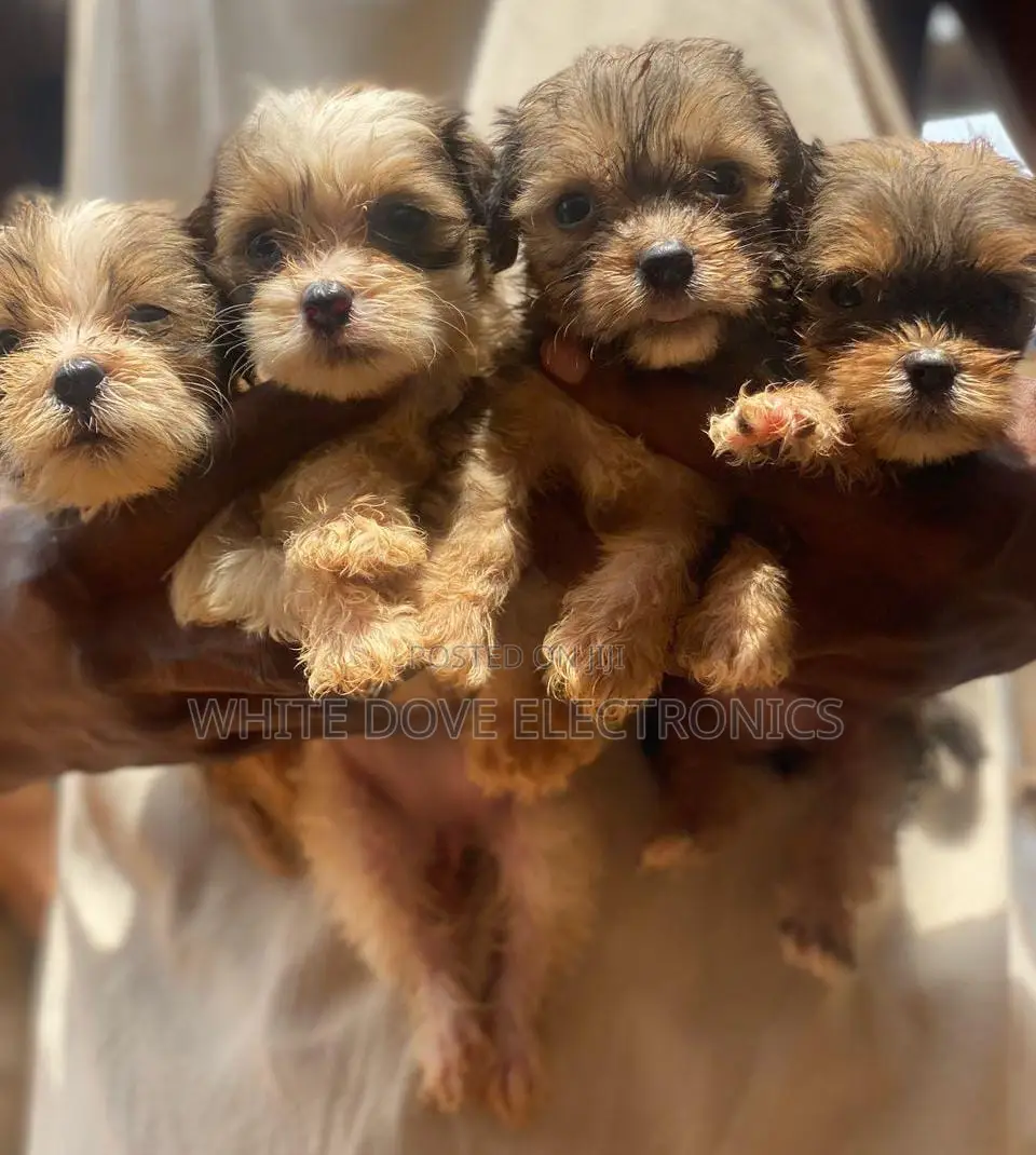1-3 months Female Purebred Lhasa Apso