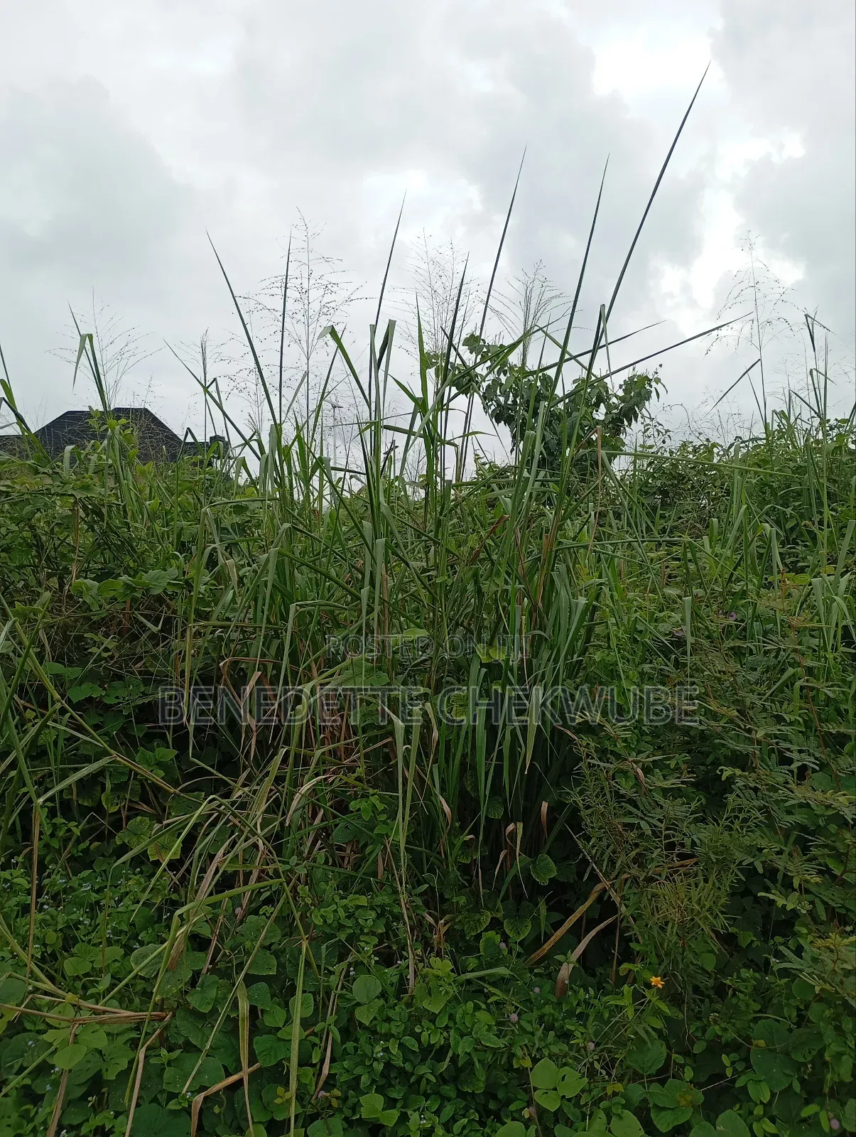 For Sale: Two Plots of Land