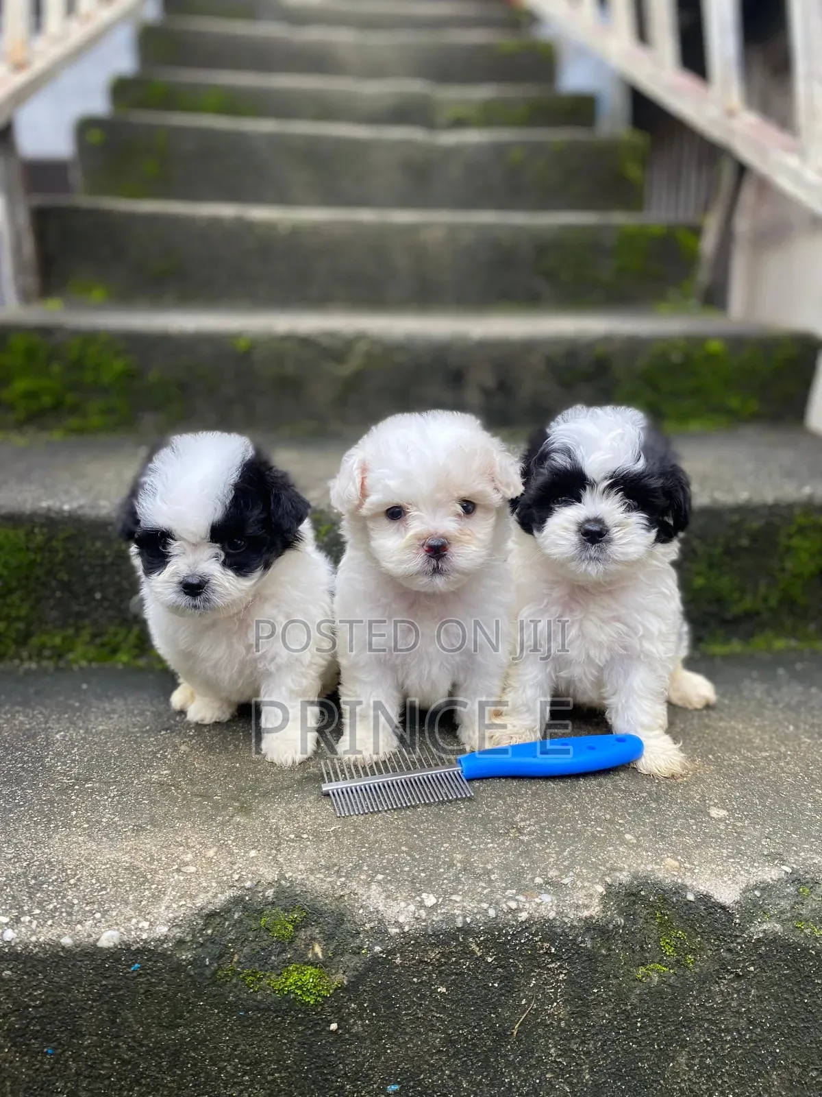 1-3 months Male Purebred Lhasa Apso
