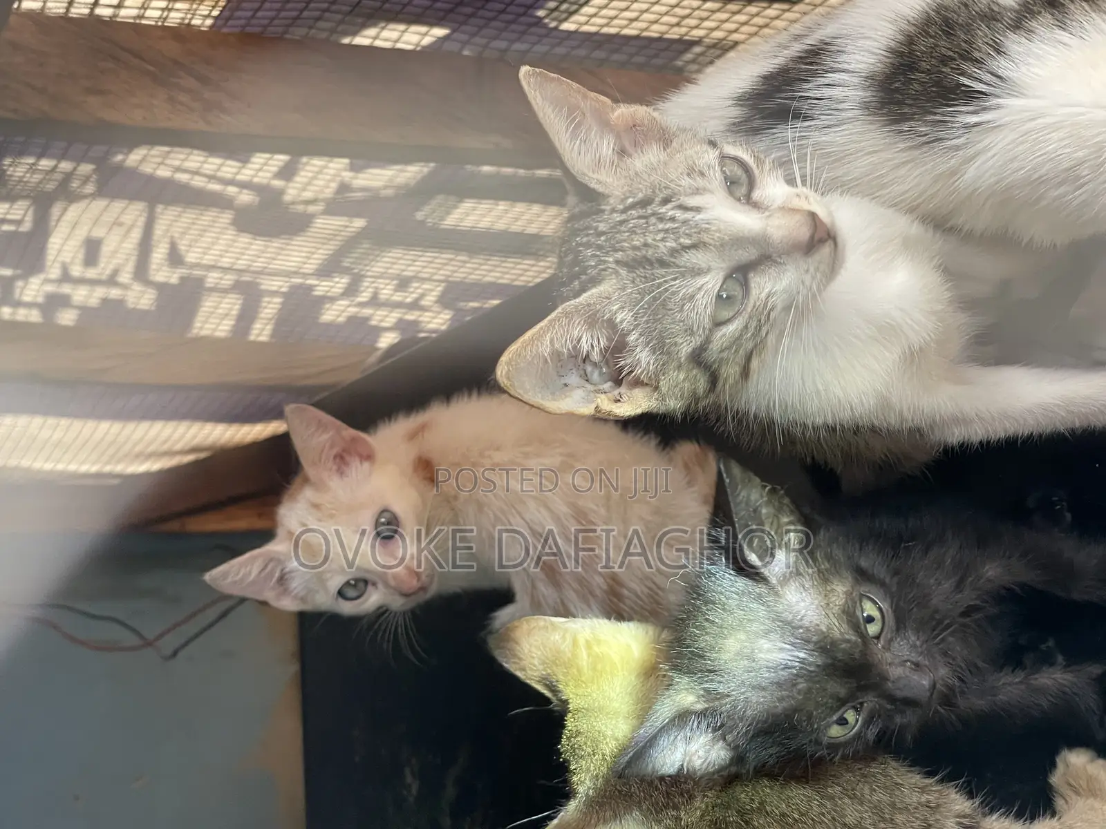 1-3 months Female Mixed Breed Tabby