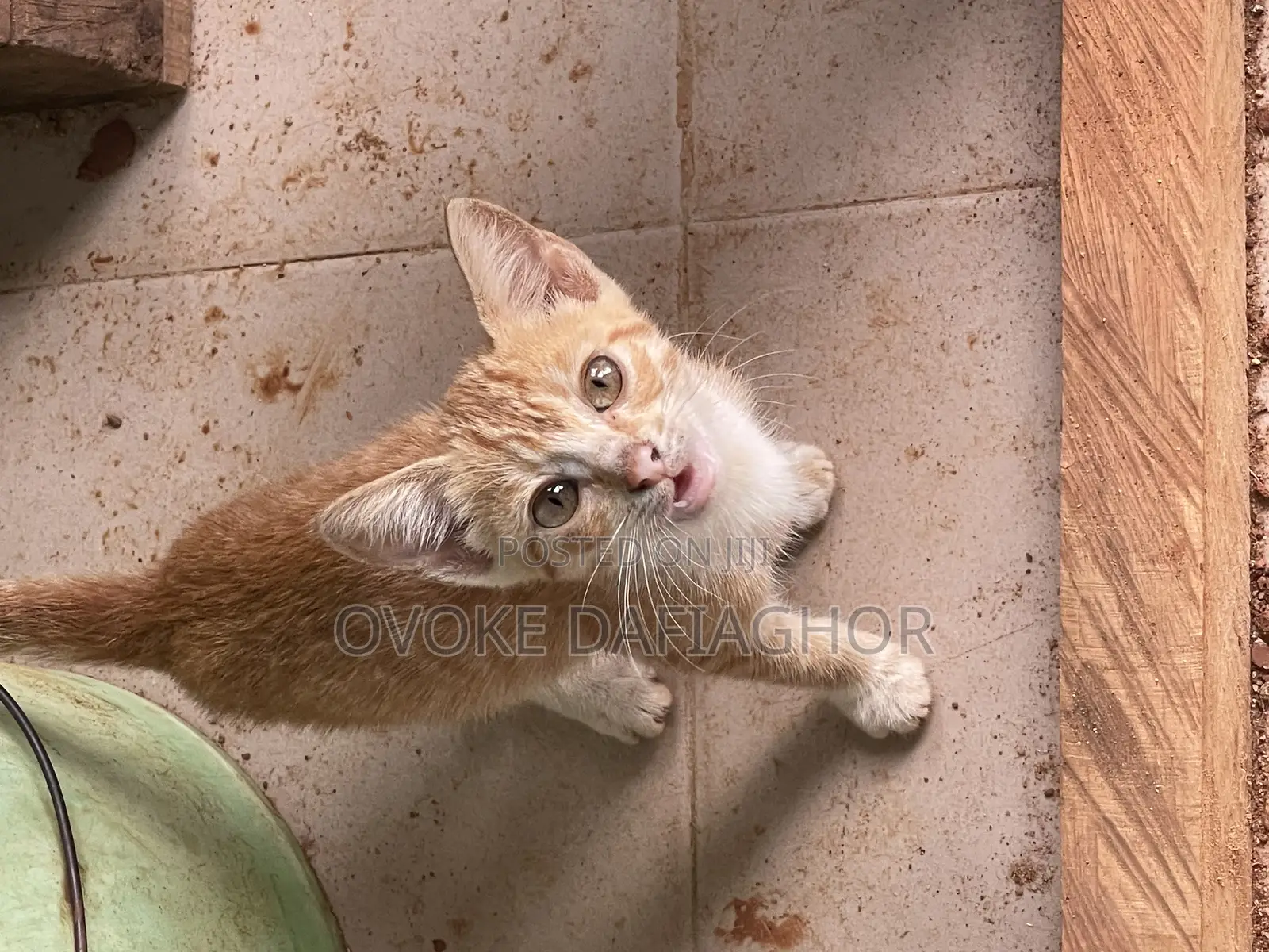 1-3 months Male Mixed Breed Tabby