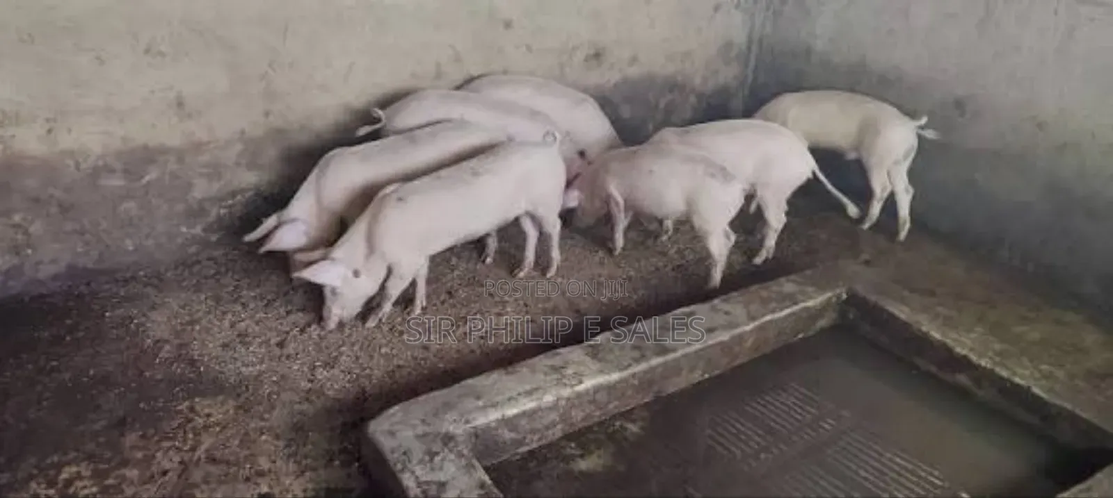 Purebred Land Race and Large White