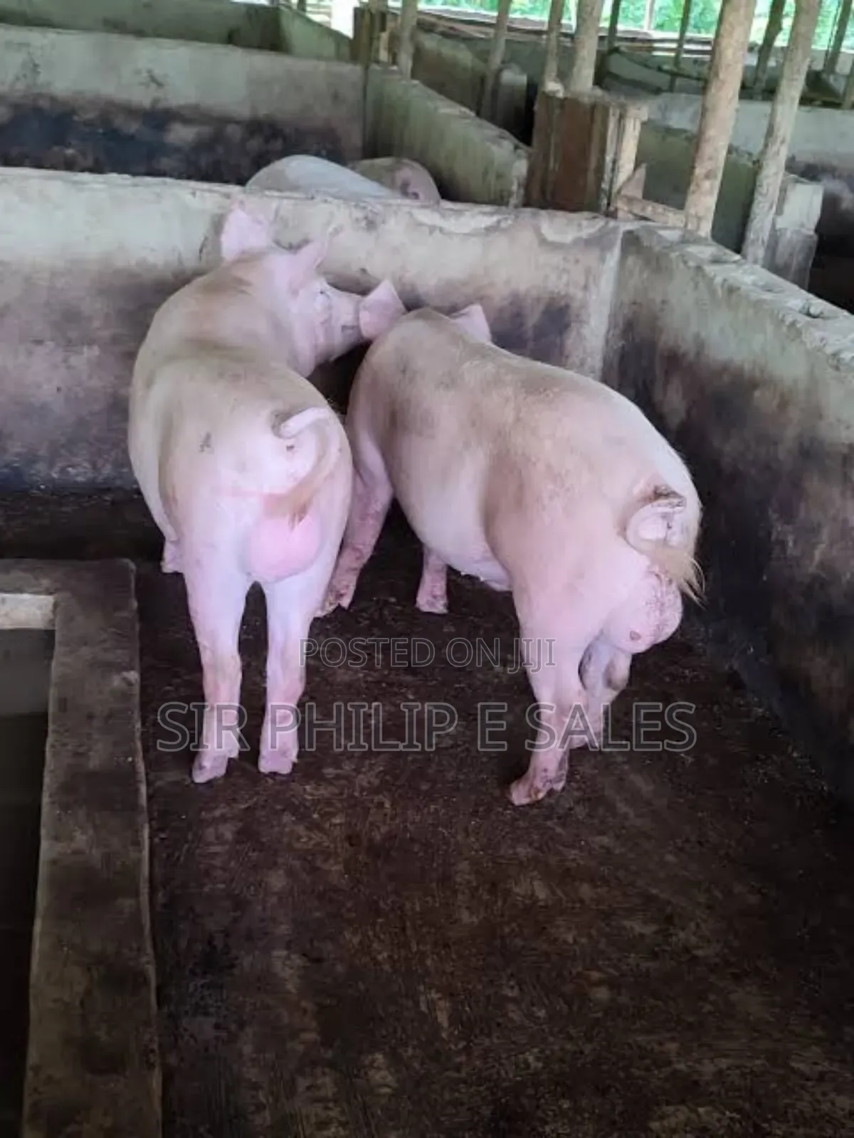 Purebred Land Race and Large White
