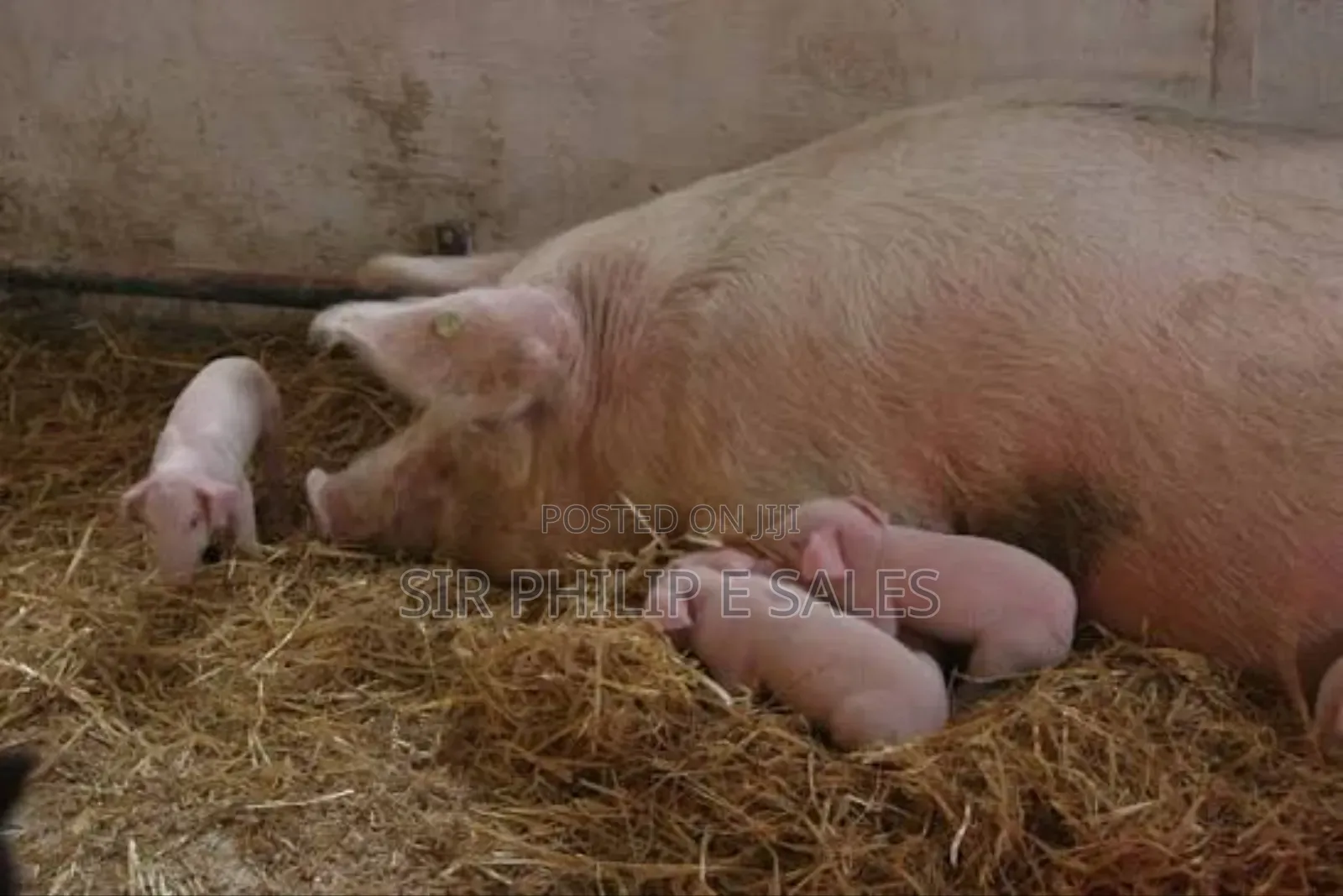 Purebred Land Race and Large White