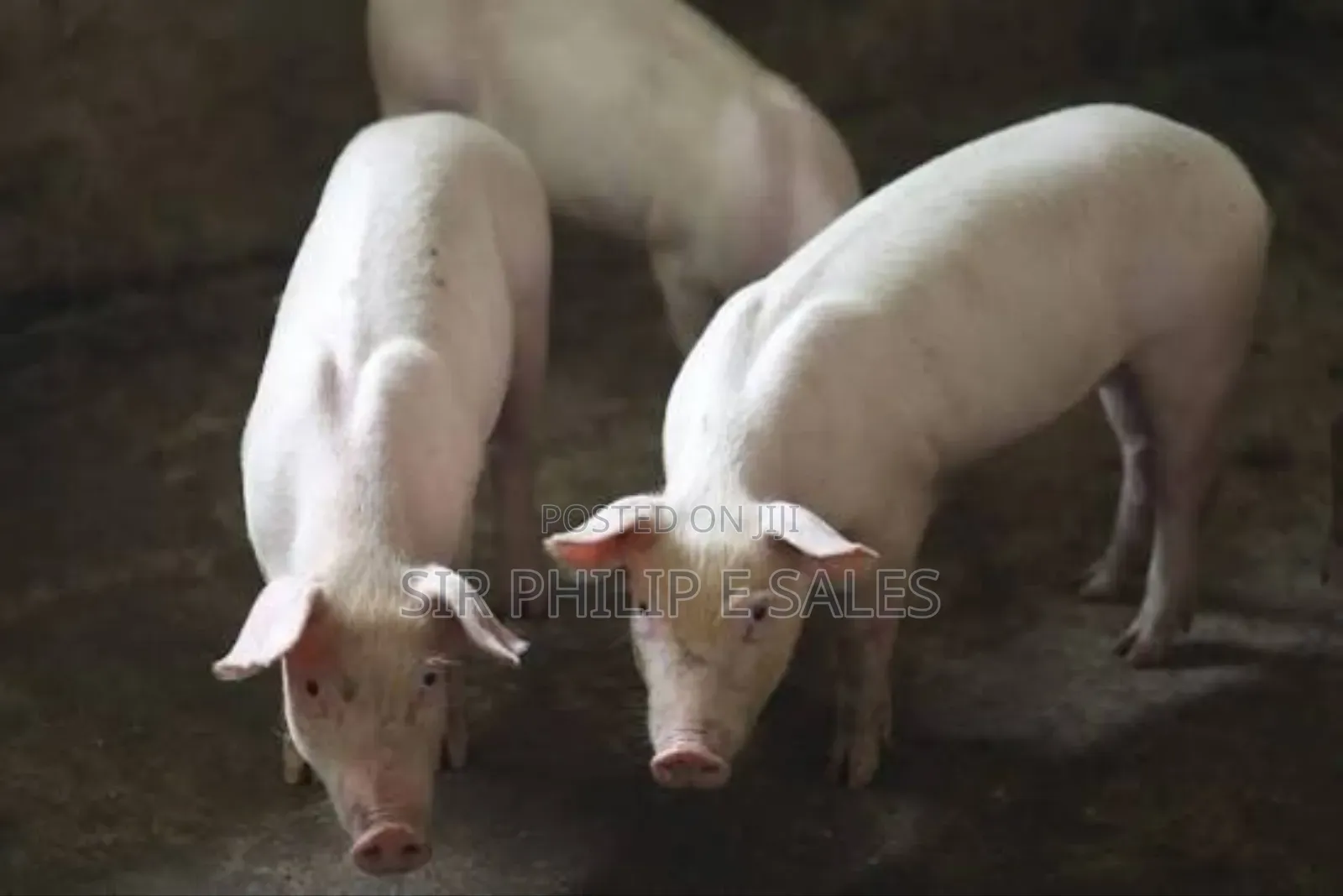 Purebred Land Race and Large White