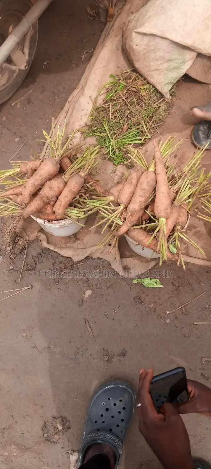 Fresh Carrot