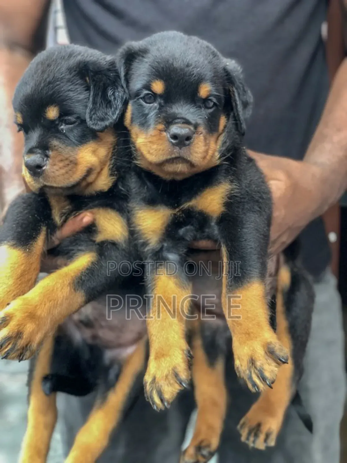 1-3 months Female Purebred Rottweiler