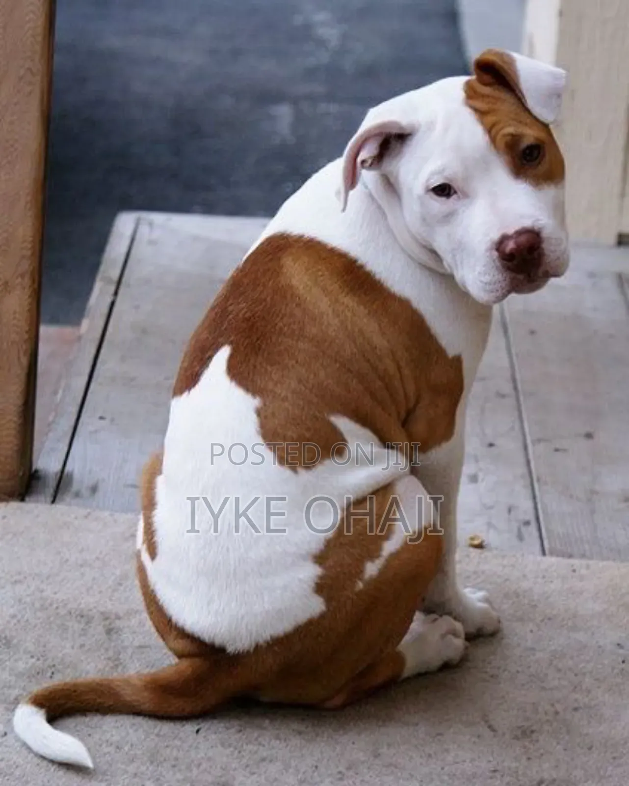 1-3 months Female Purebred American Pit Bull Terrier