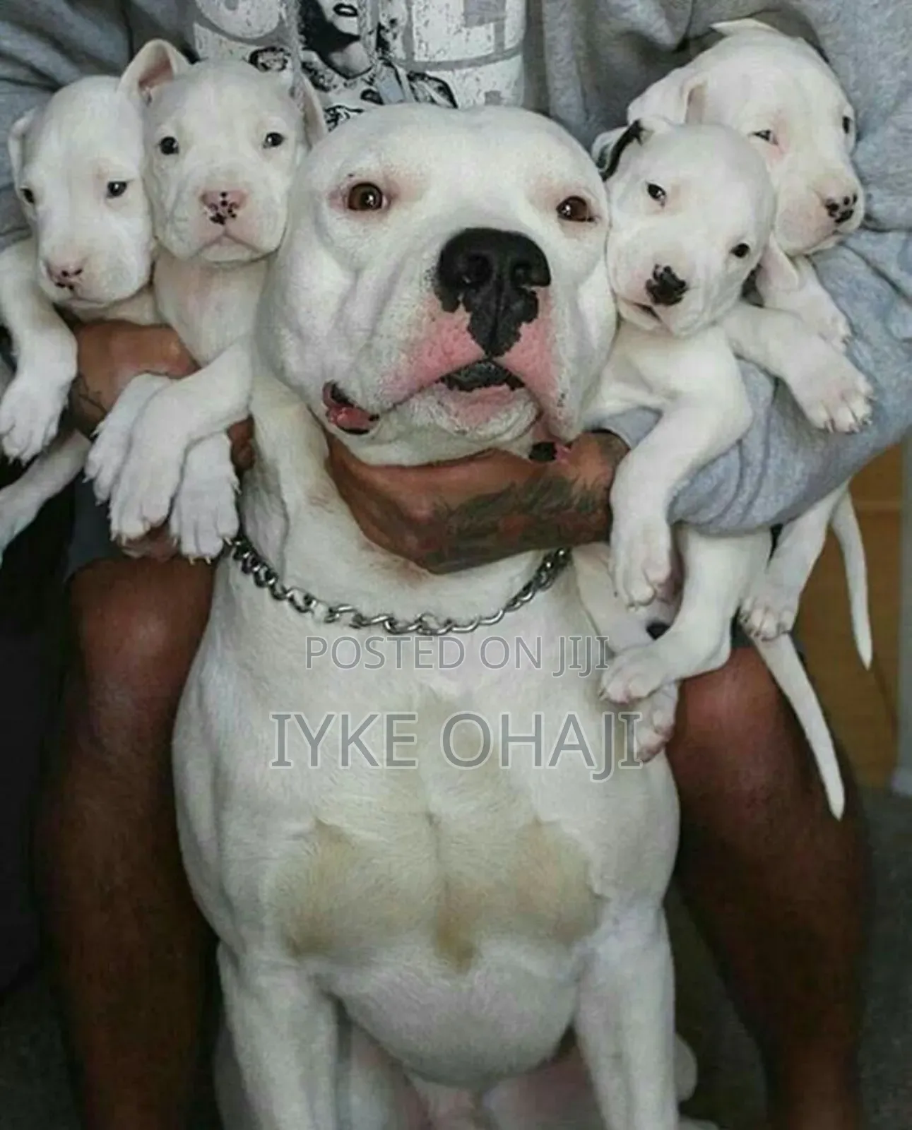 1-3 months Female Purebred American Pit Bull Terrier