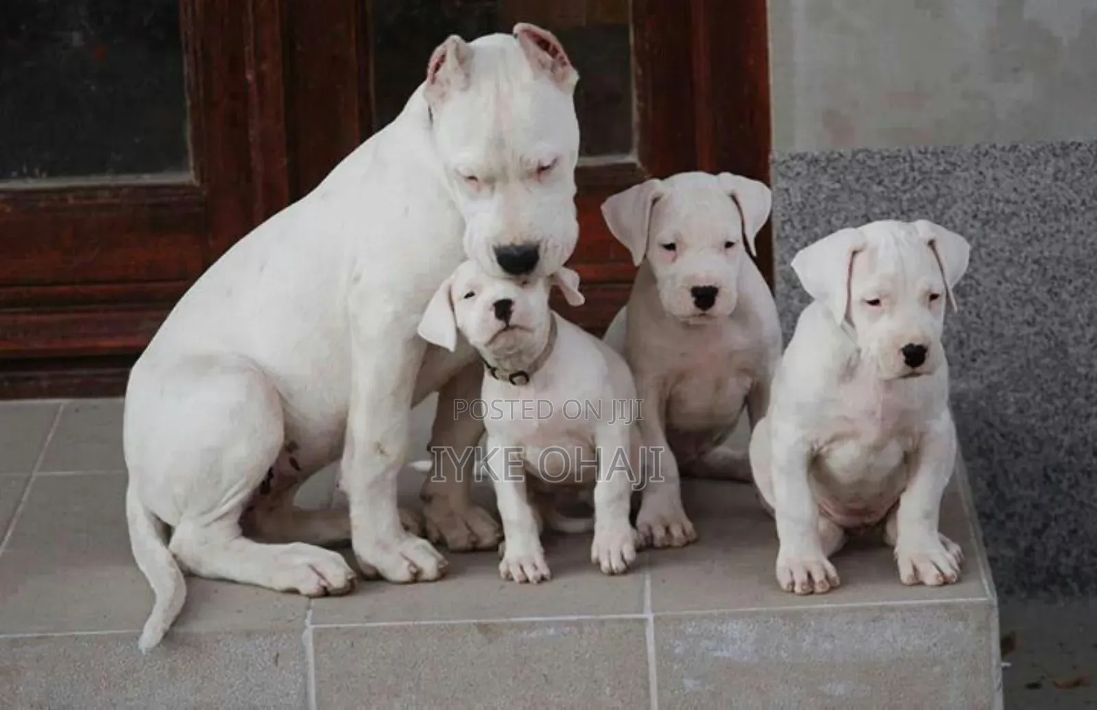 1-3 months Female Purebred American Pit Bull Terrier