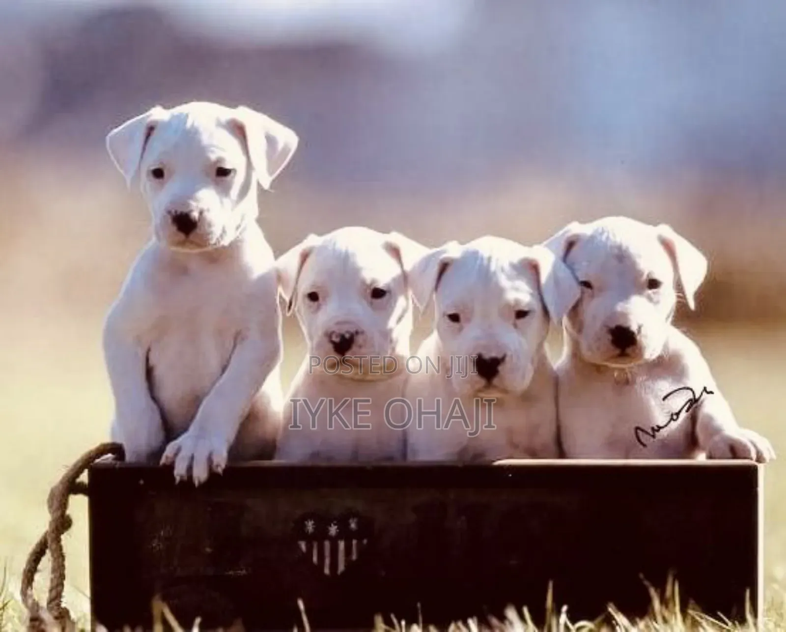 1-3 months Female Purebred American Pit Bull Terrier