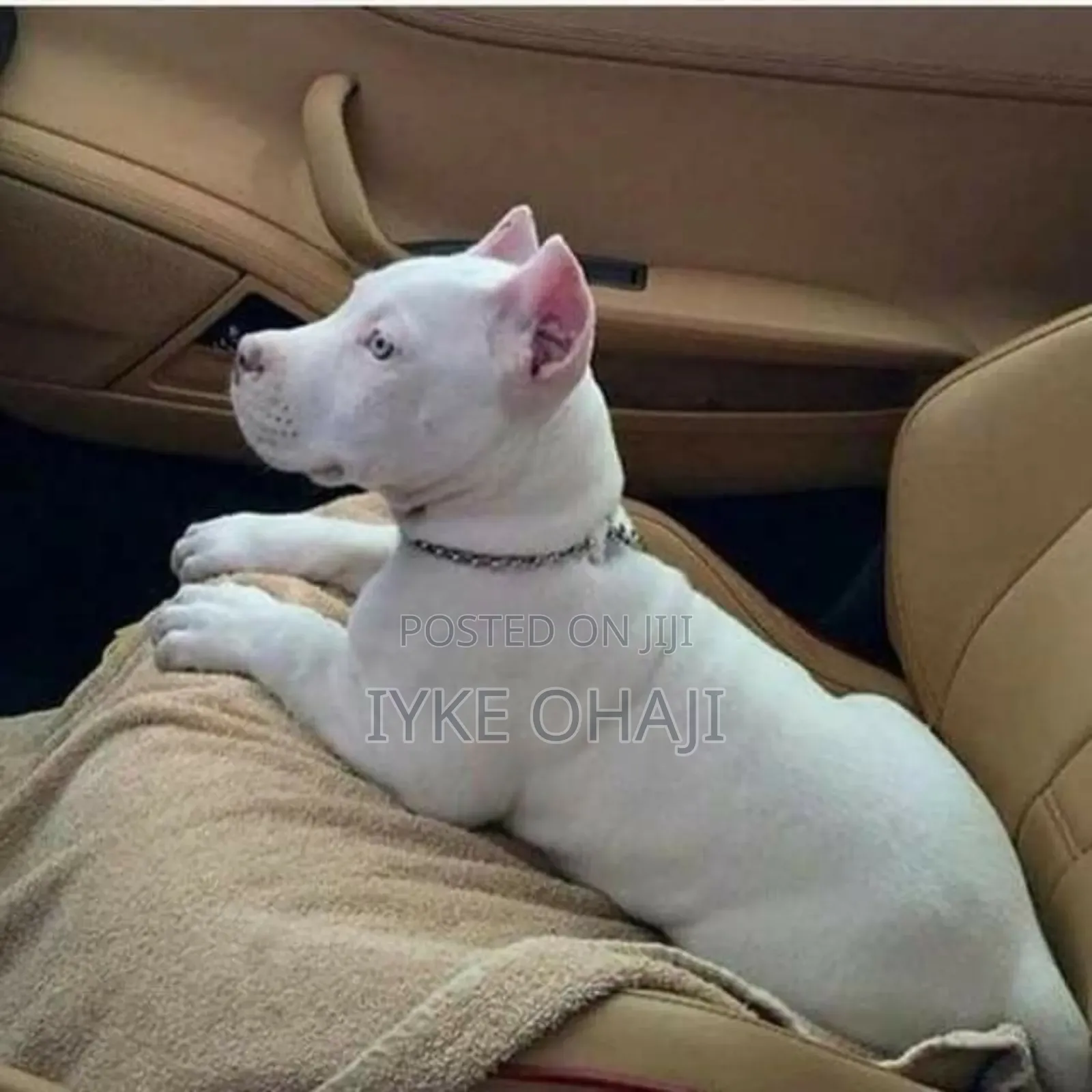 1-3 months Male Purebred Bull Terrier