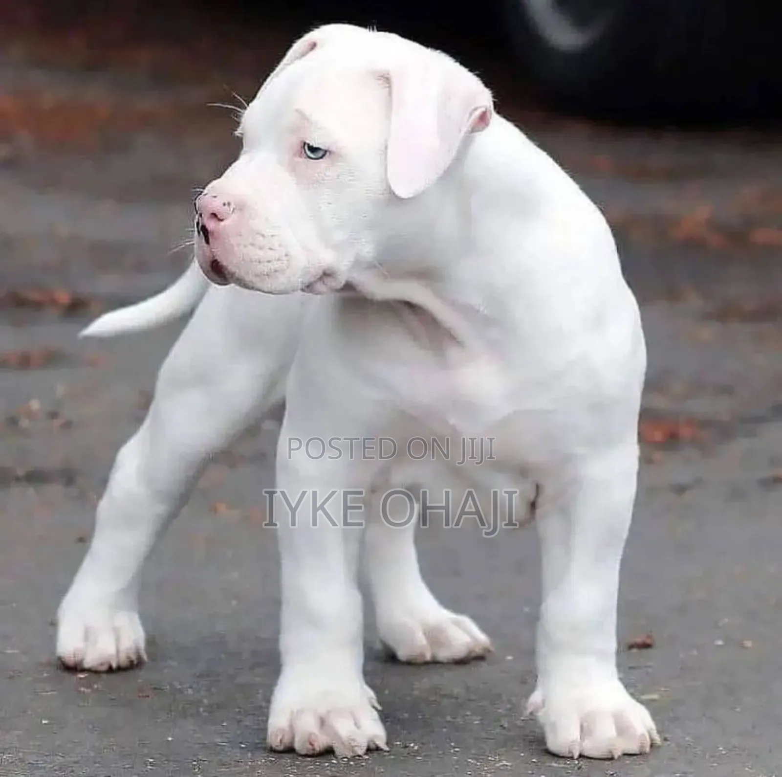 1-3 months Male Purebred Bull Terrier