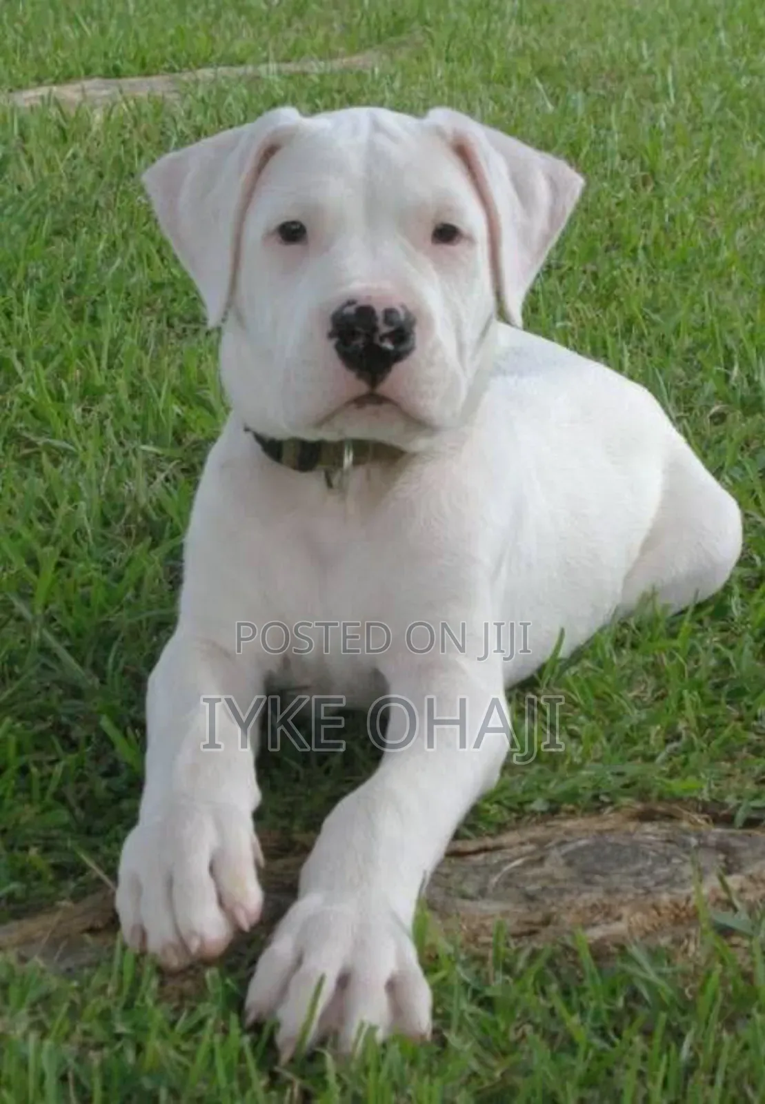 1-3 months Male Purebred Bull Terrier
