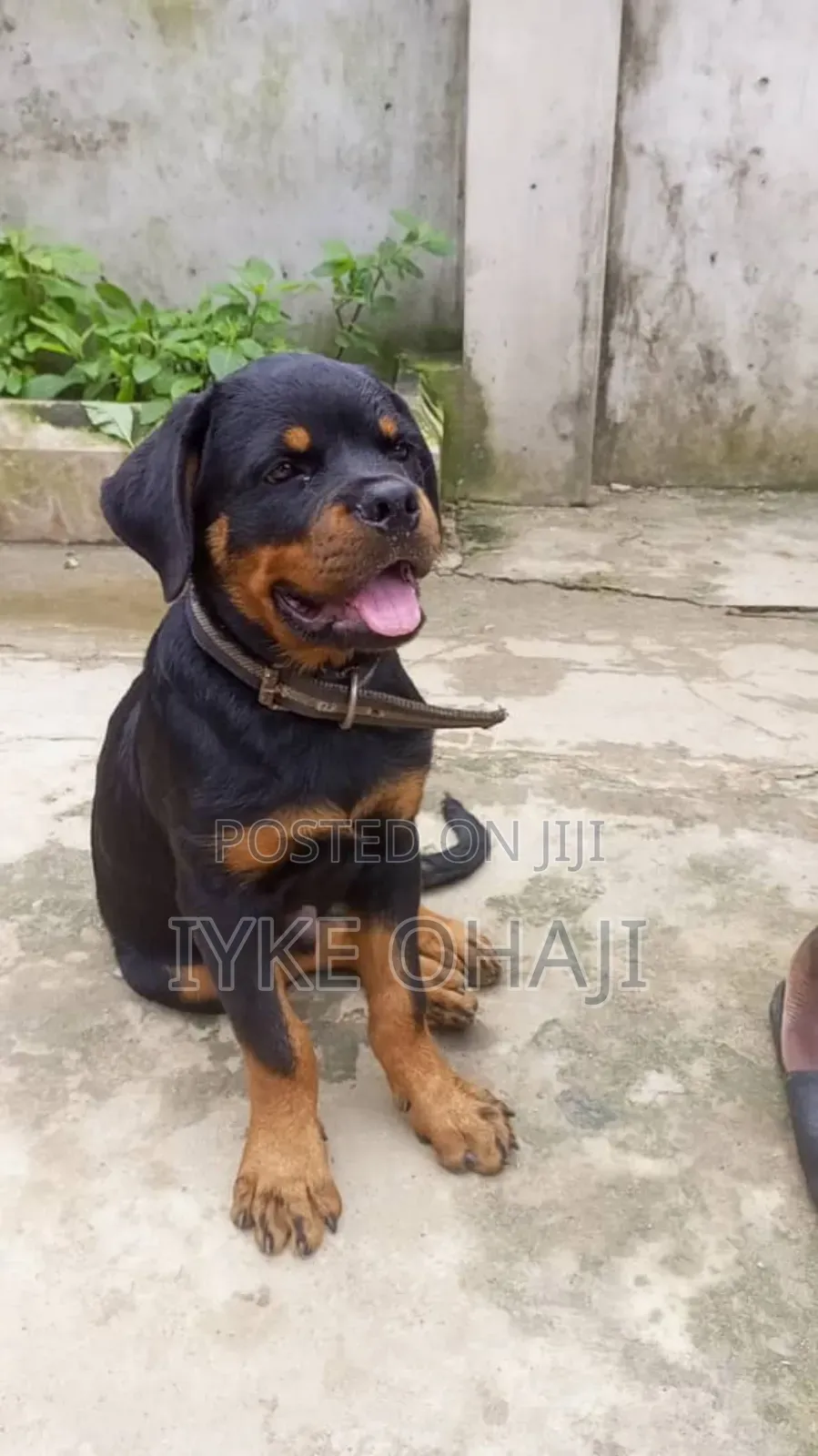 3-6 months Male Purebred Rottweiler
