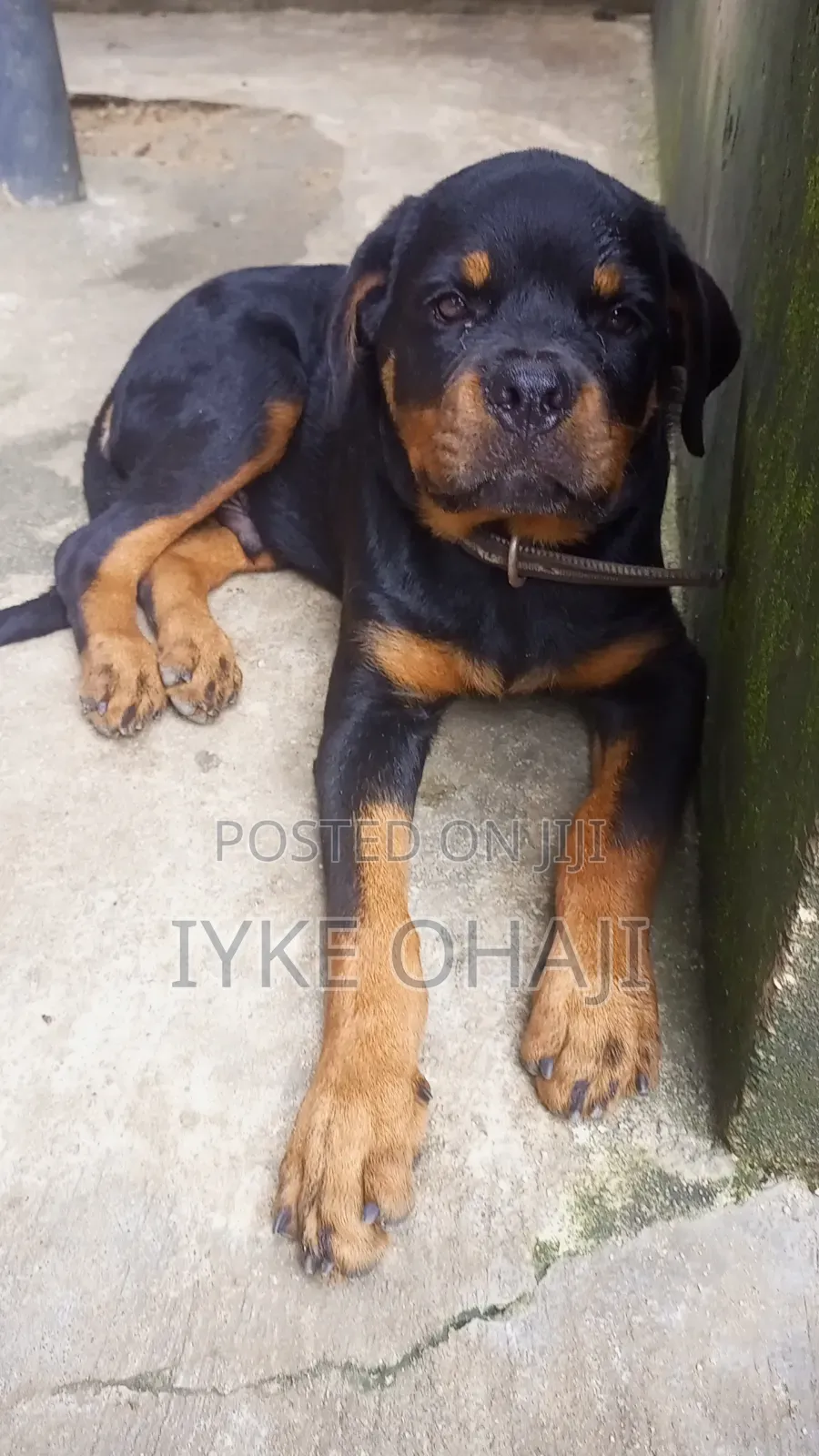 3-6 months Male Purebred Rottweiler