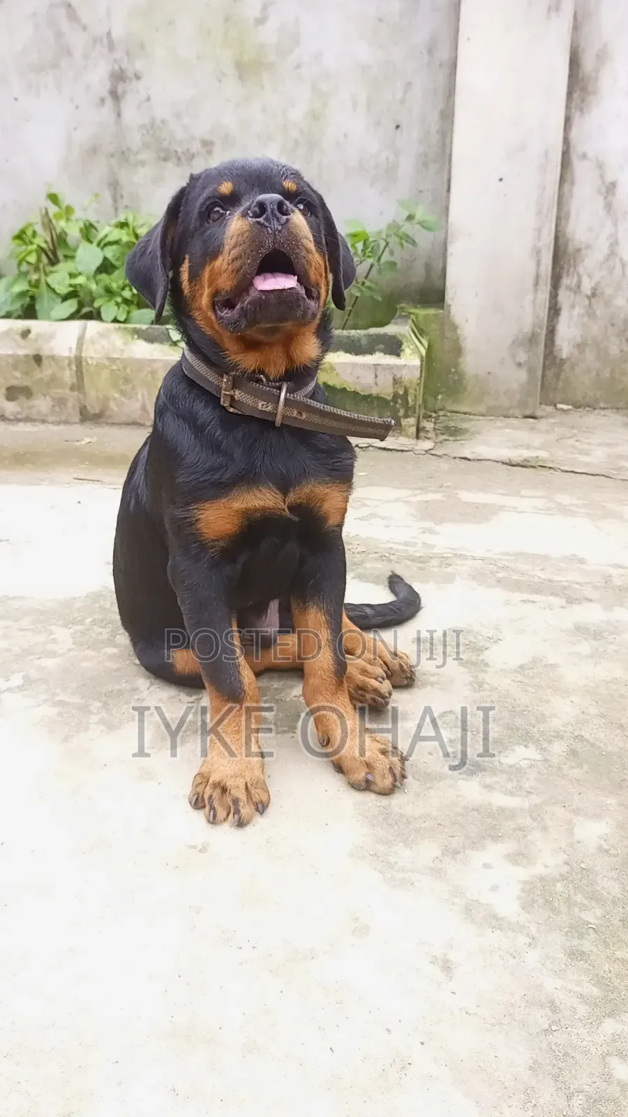 3-6 months Male Purebred Rottweiler